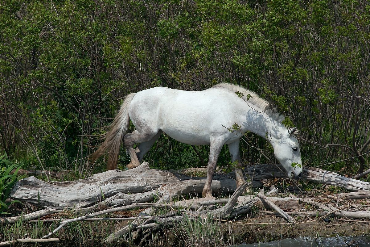 wild horse