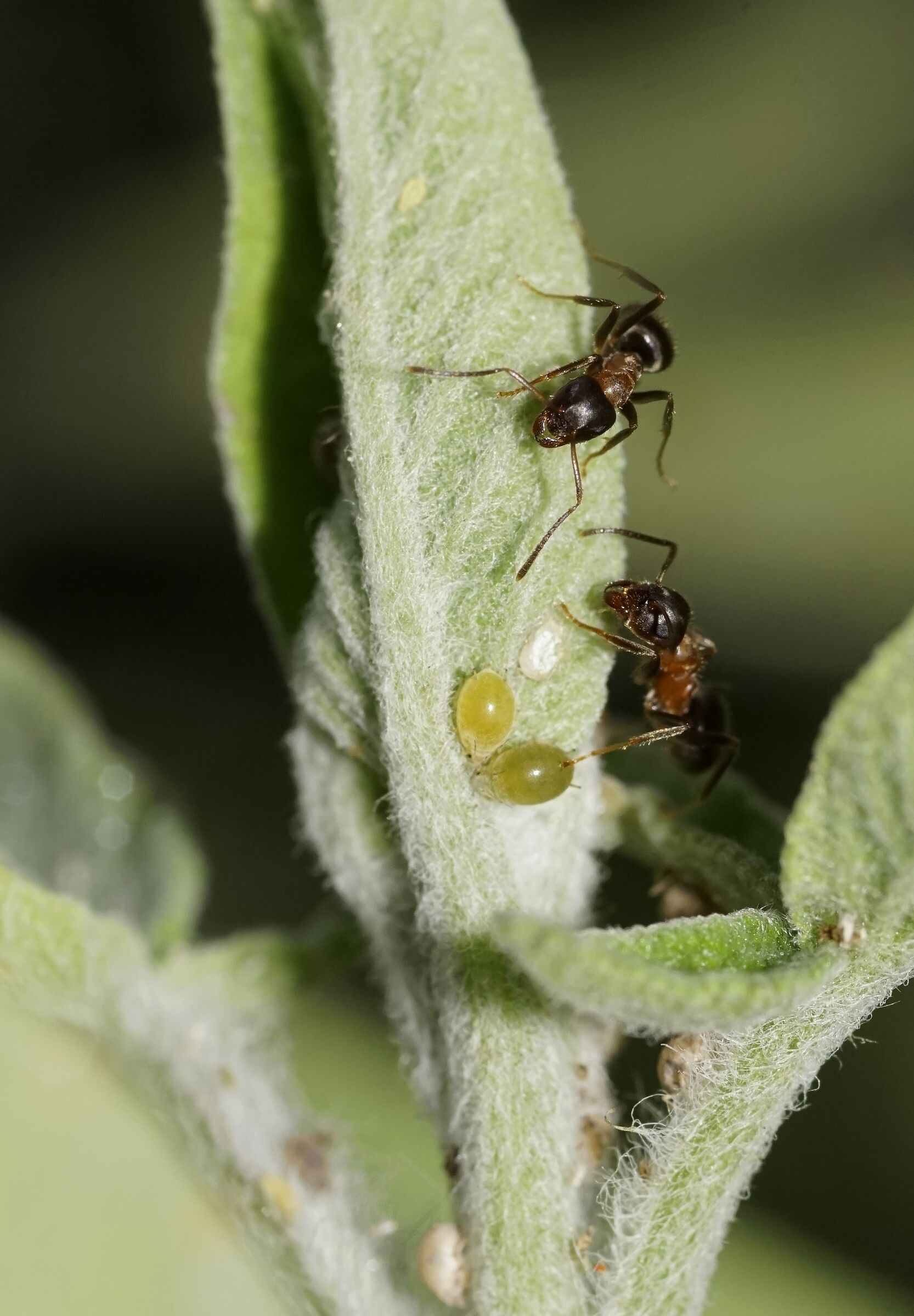 Ants that take care of the afidi on the sage