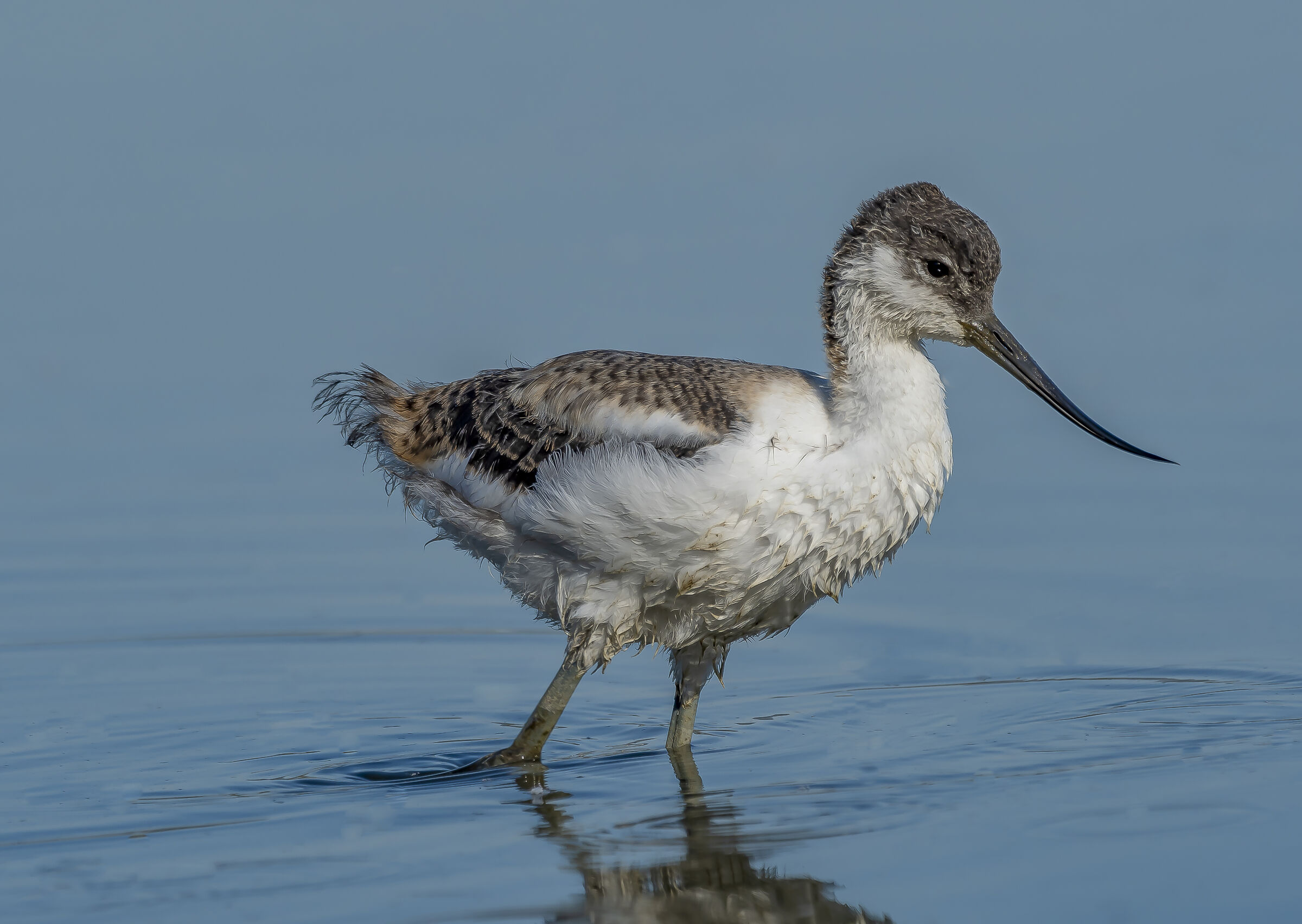 .... Little Avocettes grow....