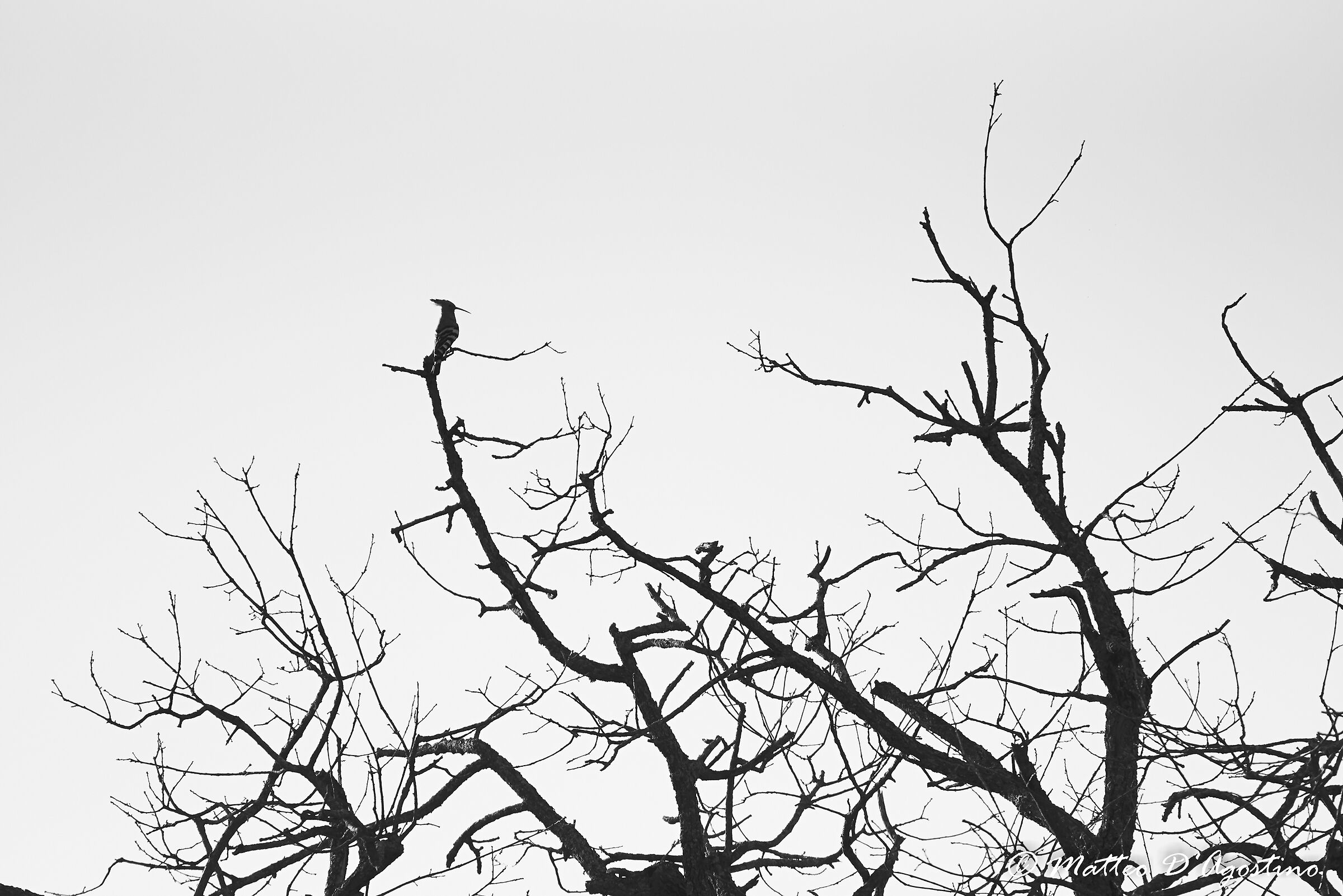 Being awakened at dawn by the uptopa