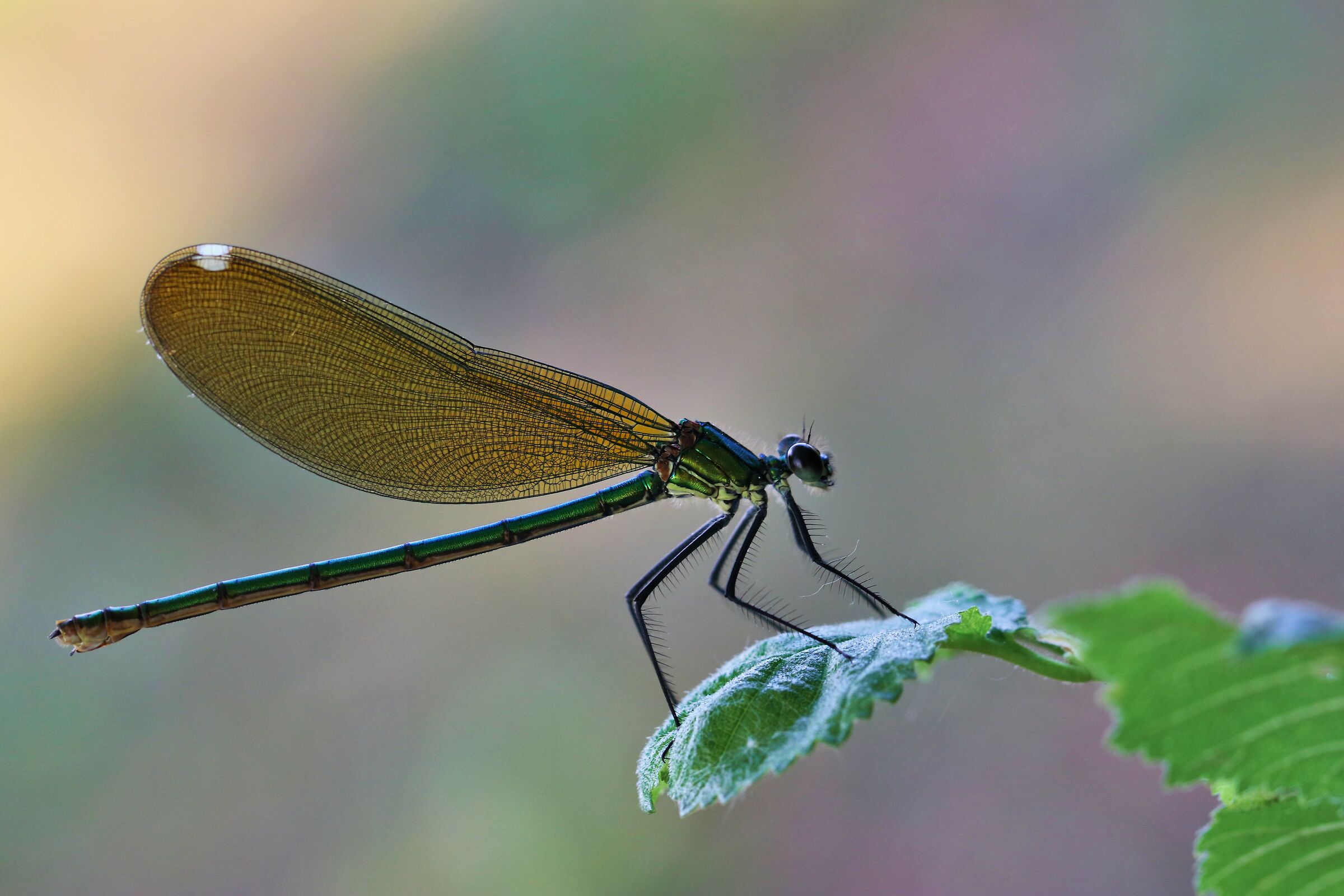 Damigella splendente-Calopteryx splendens