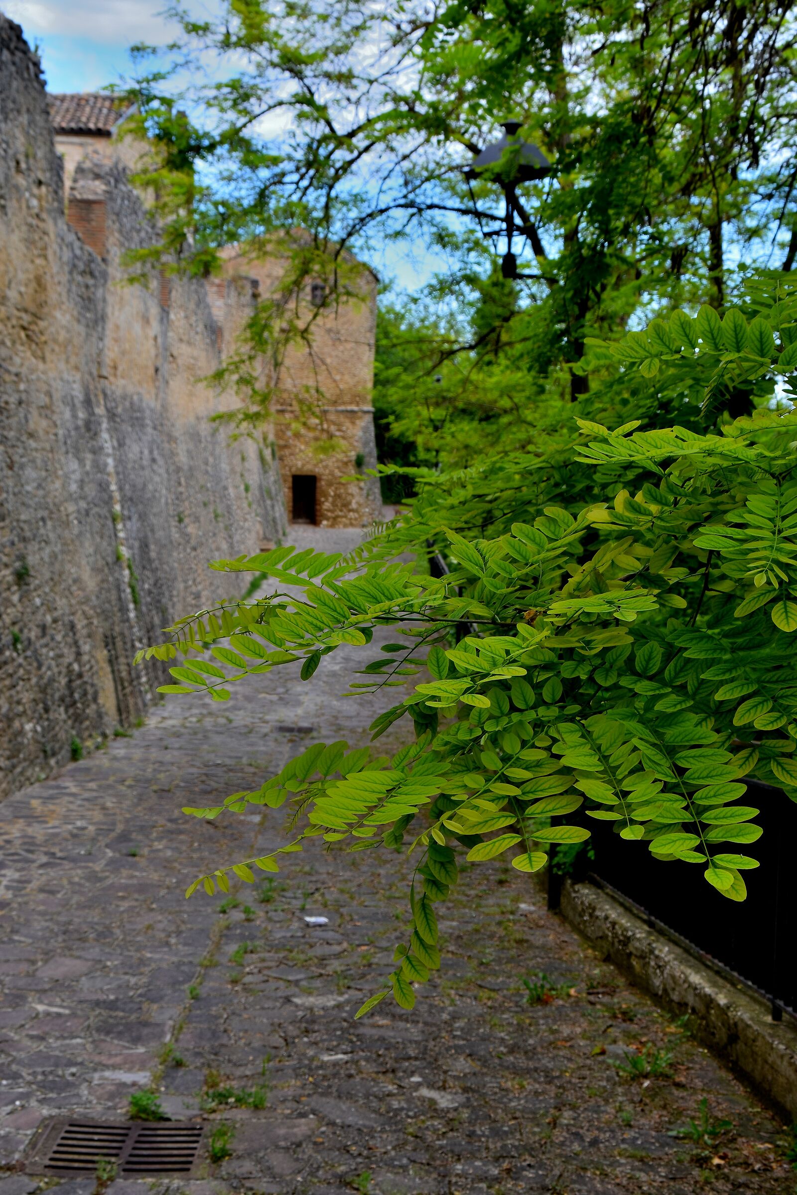 Sotto le fresche frasche