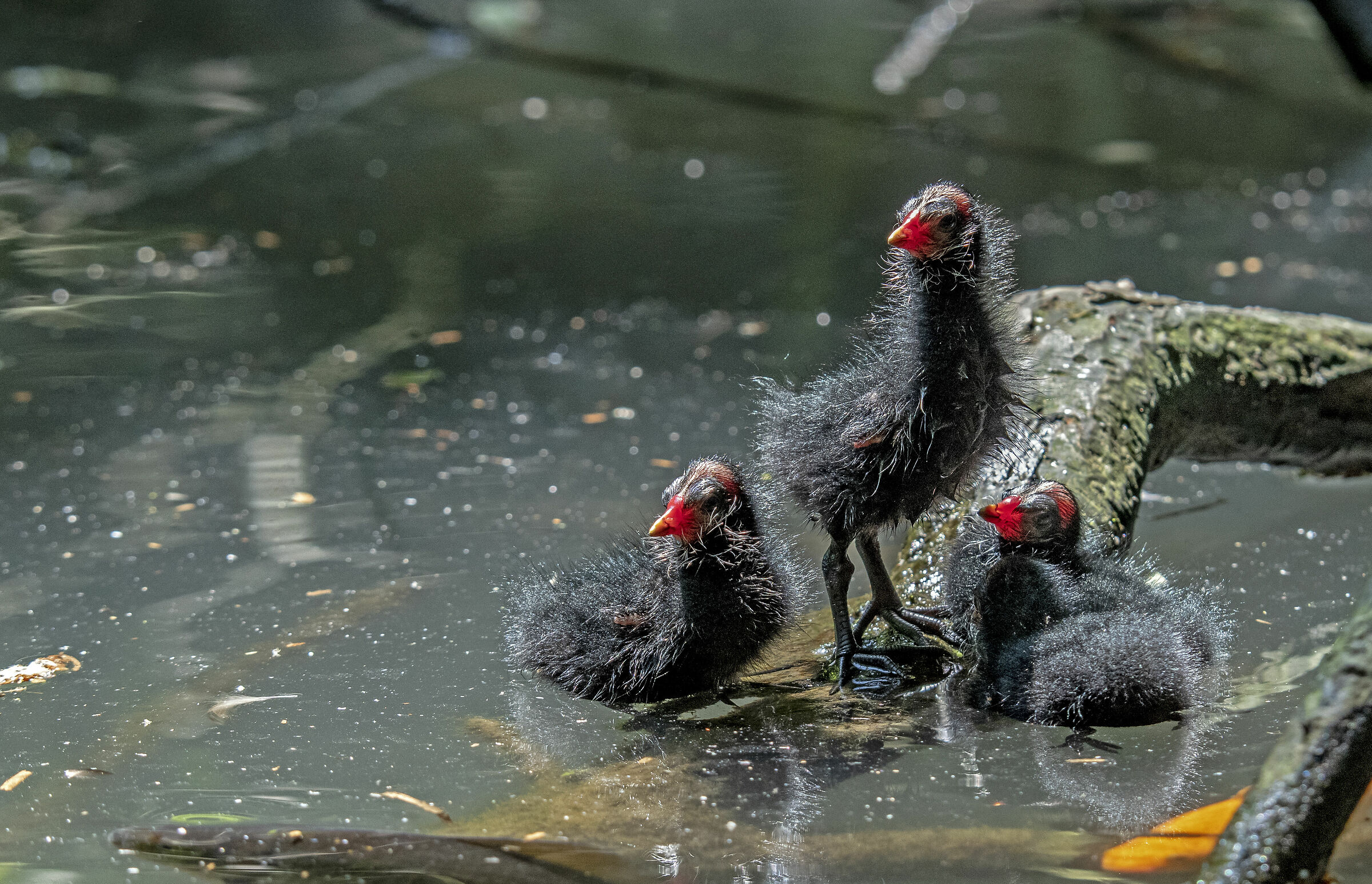 Pulcini di Gallinella d'acqua