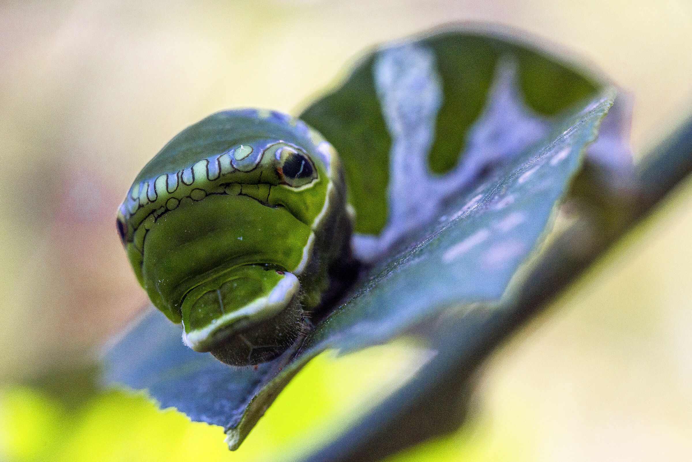Bruco di Papilio memnon