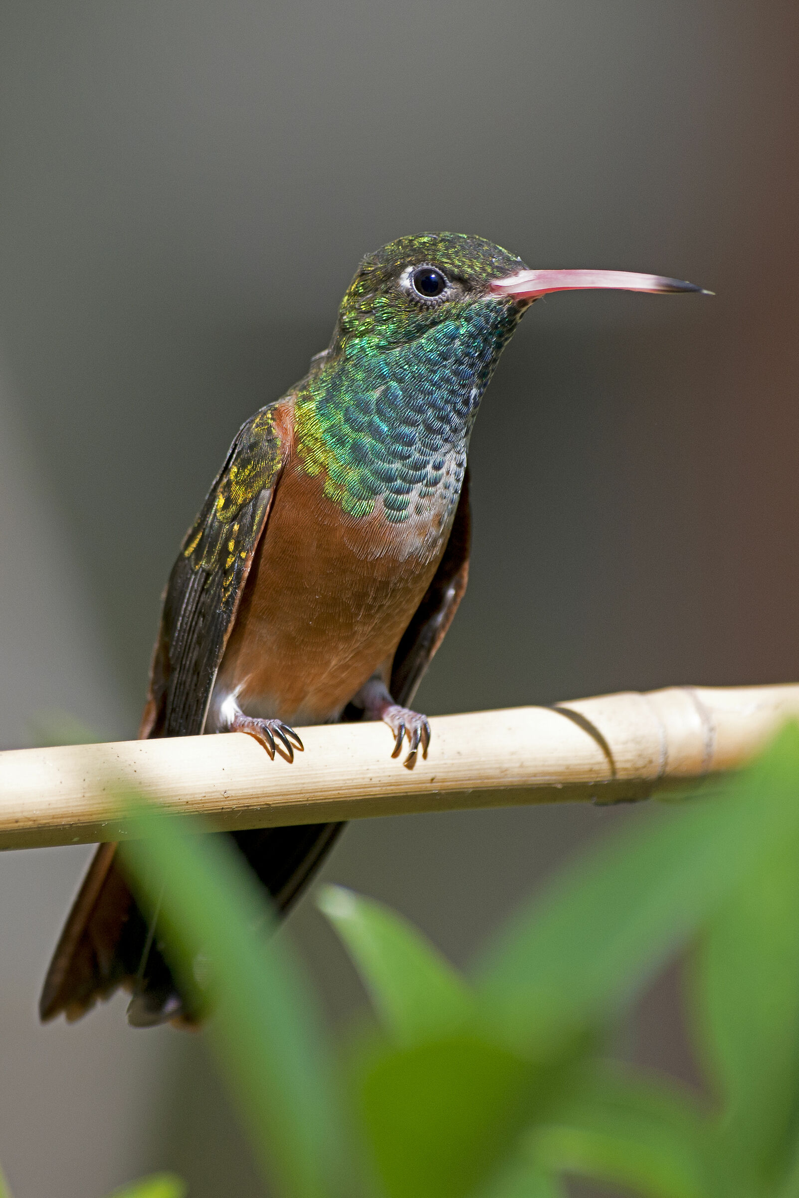 Colibrì