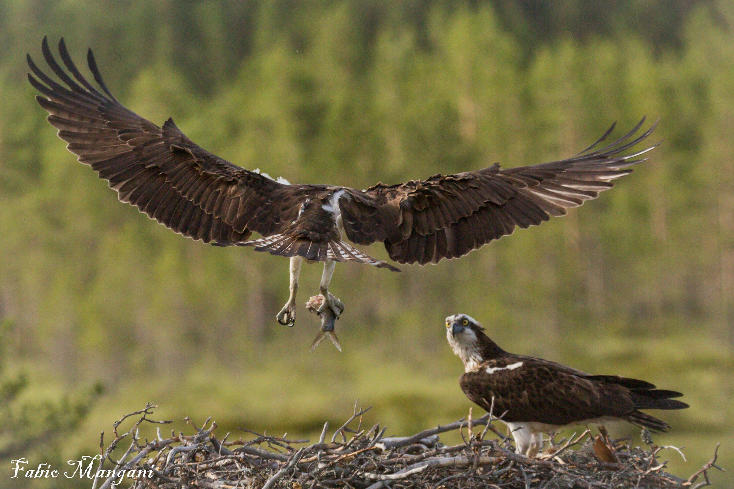 osprey with nest prey