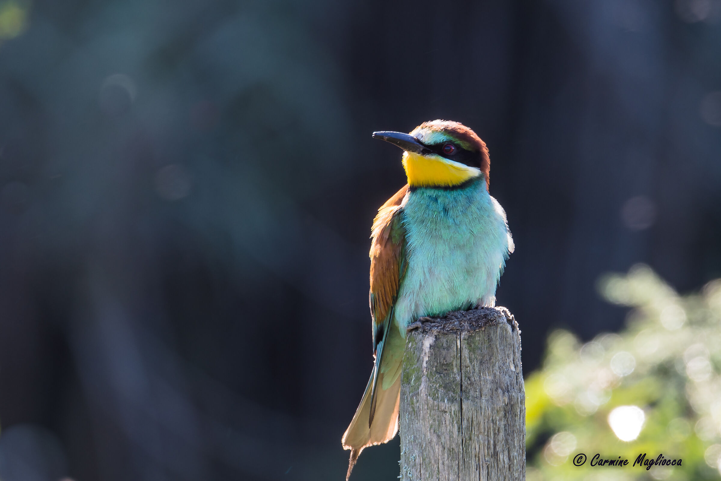 Bee-eater