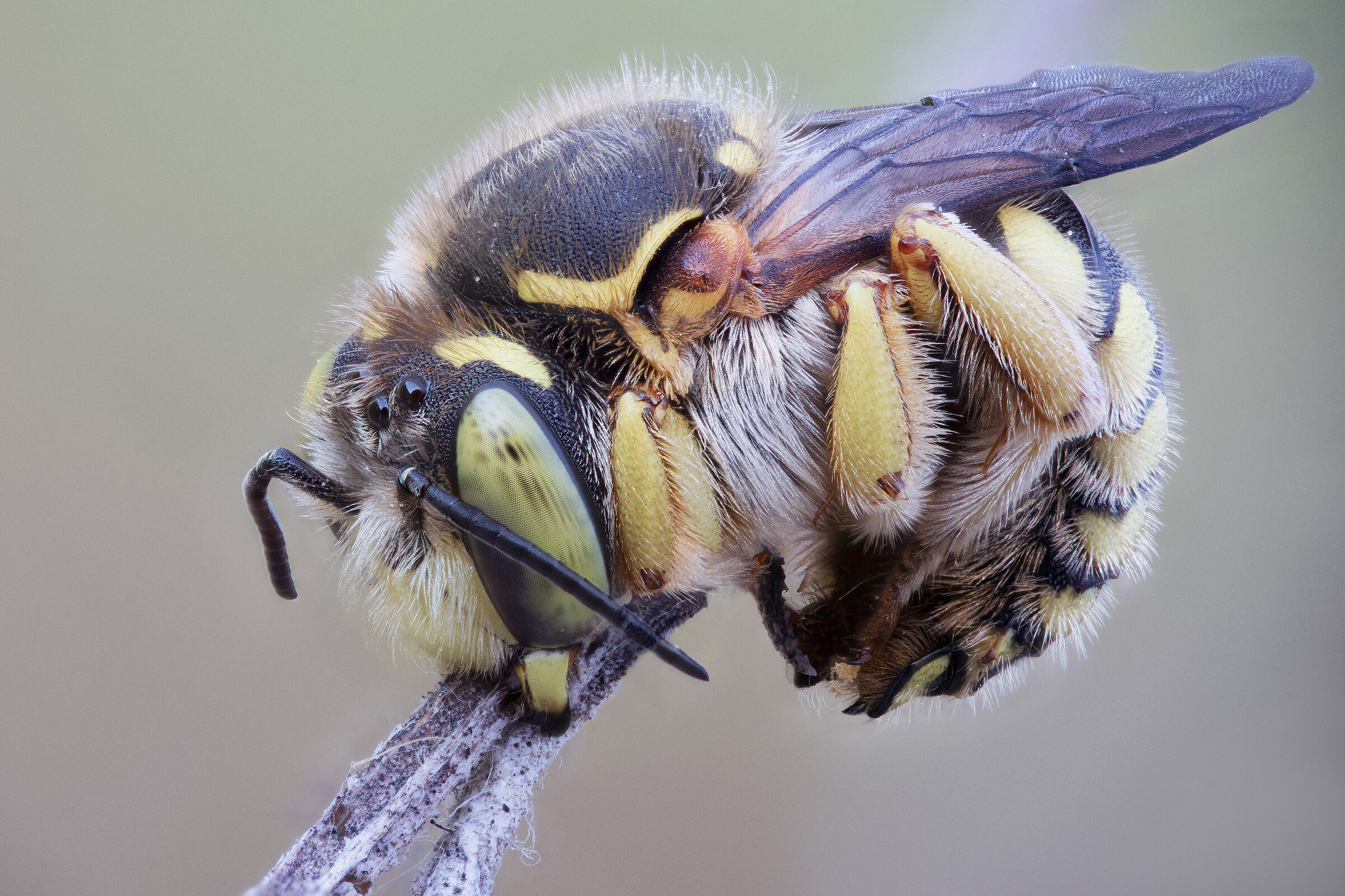 Anthidium sp.