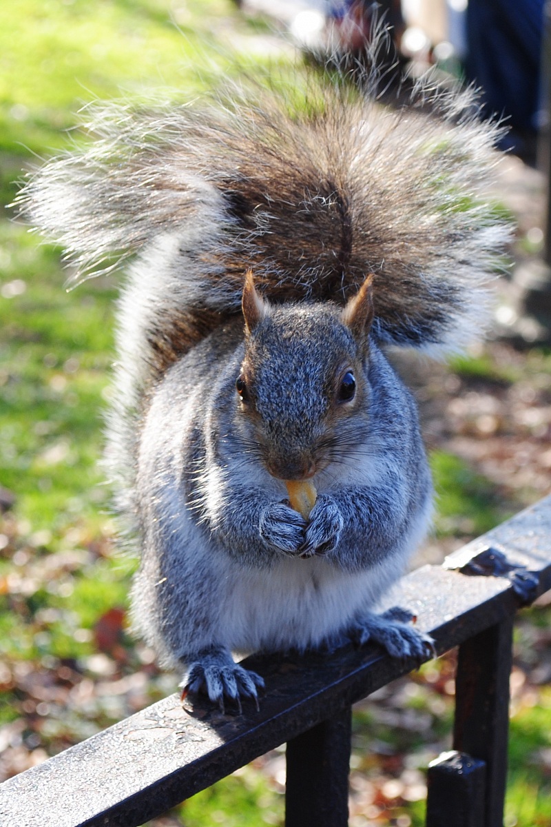 Quanta fame a Battery park