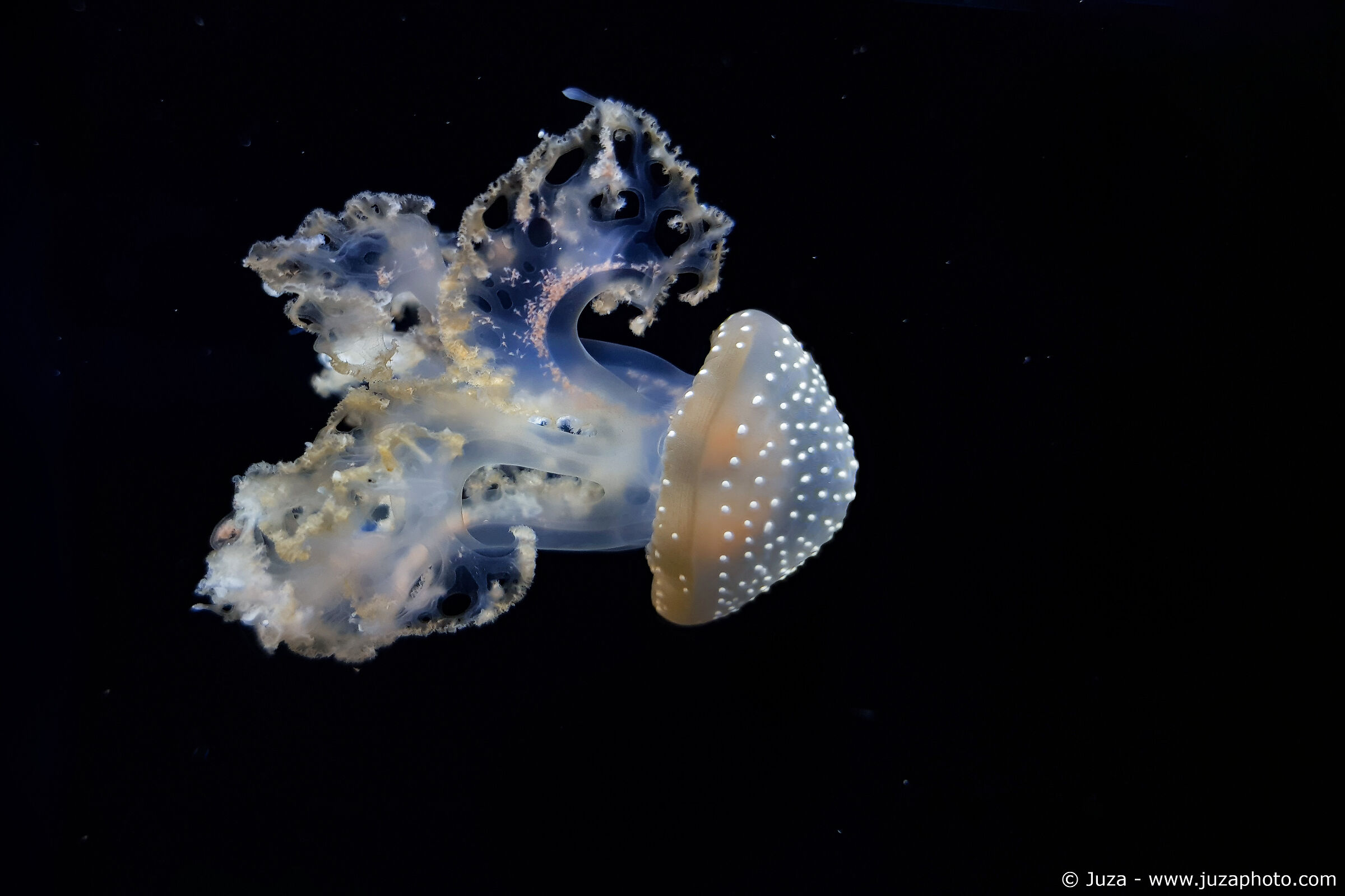 Phyllorhiza punctata