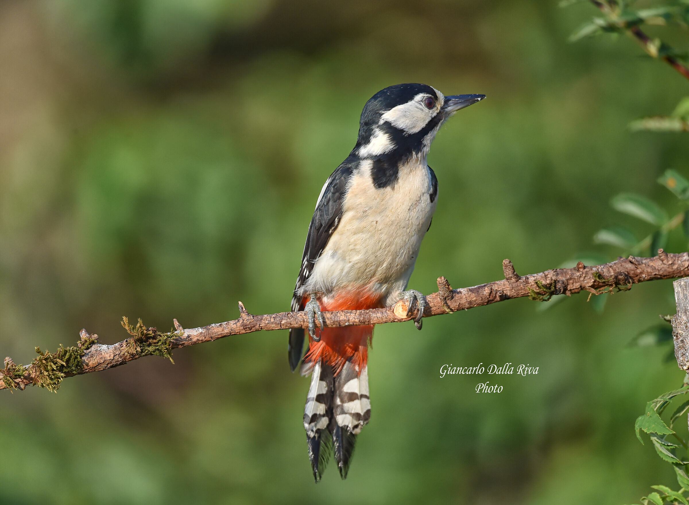 Picchio Rosso maggiore (Dendrocopos majo)