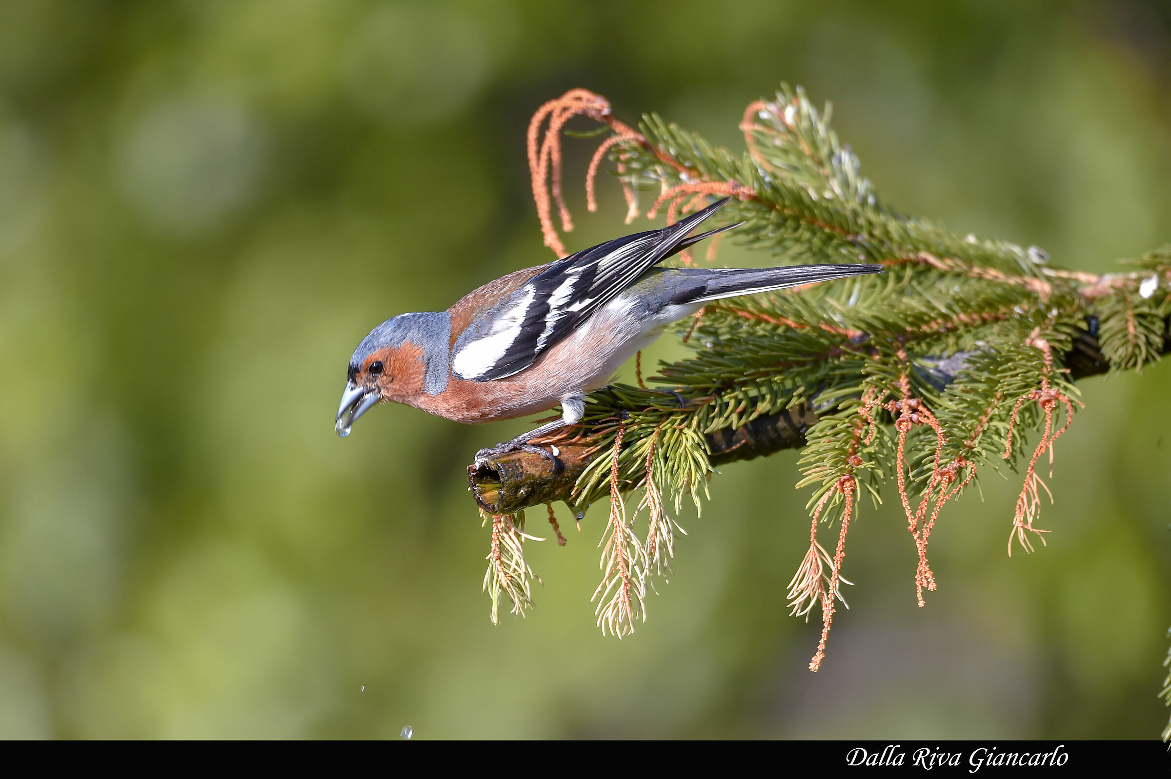 Fringuello (Fringilla coelebs)