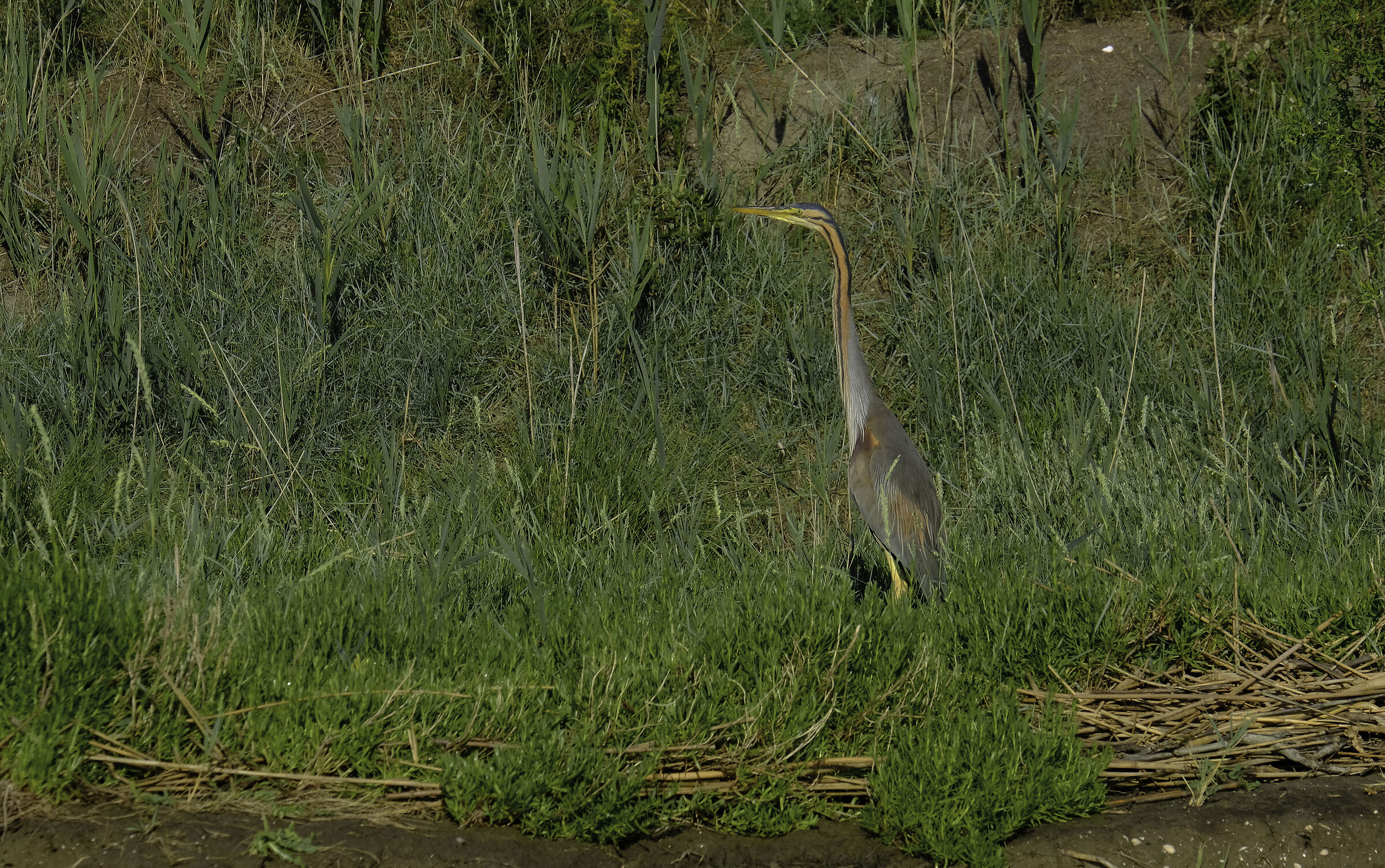 Red heron in the Po Delta