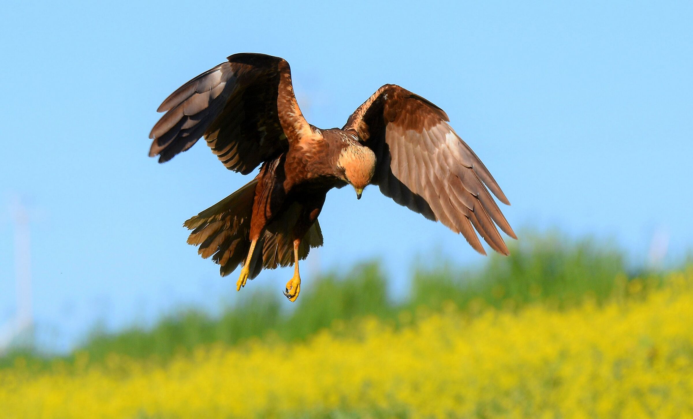 Falco di palude (Circus aeruginosus)