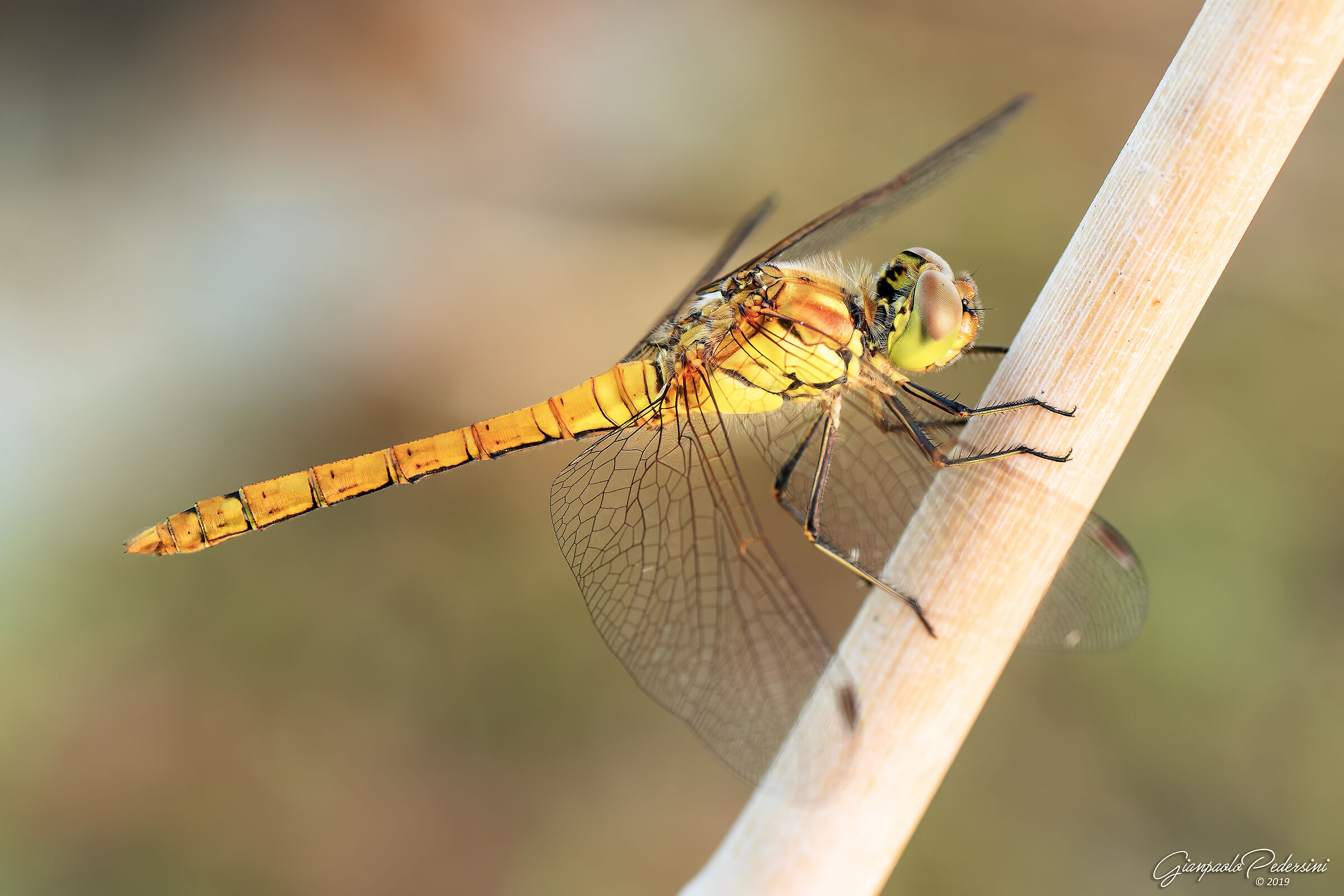 Sympetrum striolatum