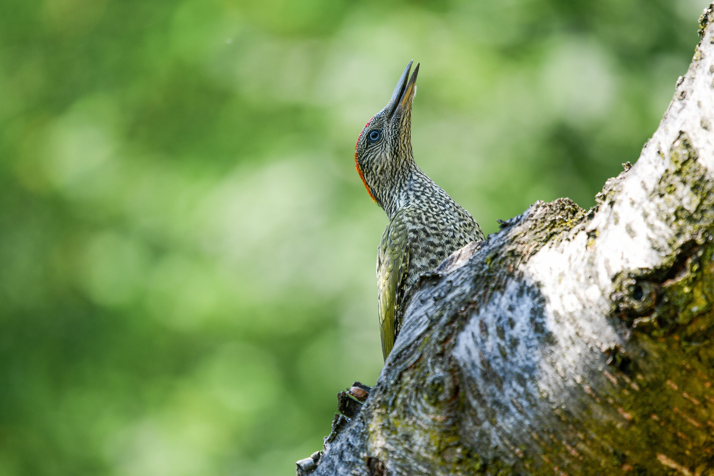 young green woodpecker