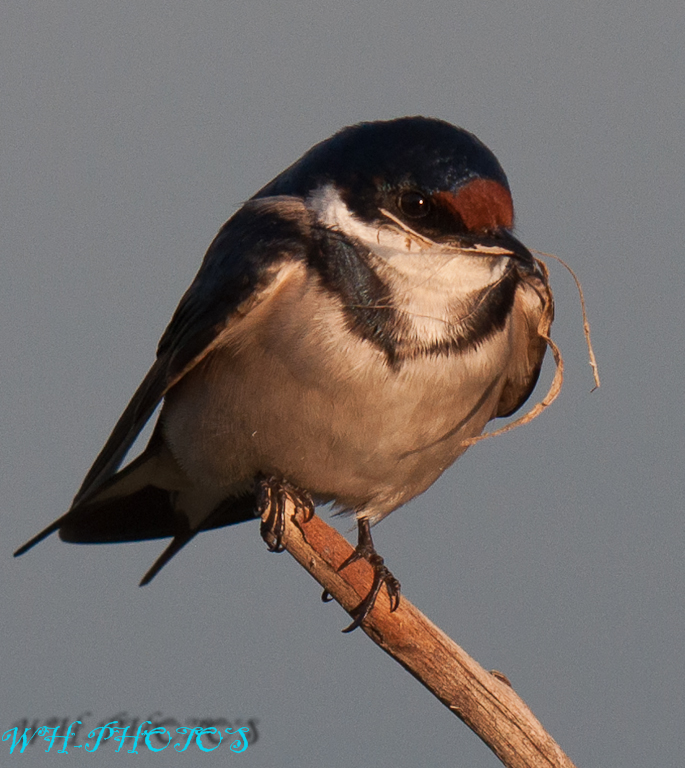 Swallow1