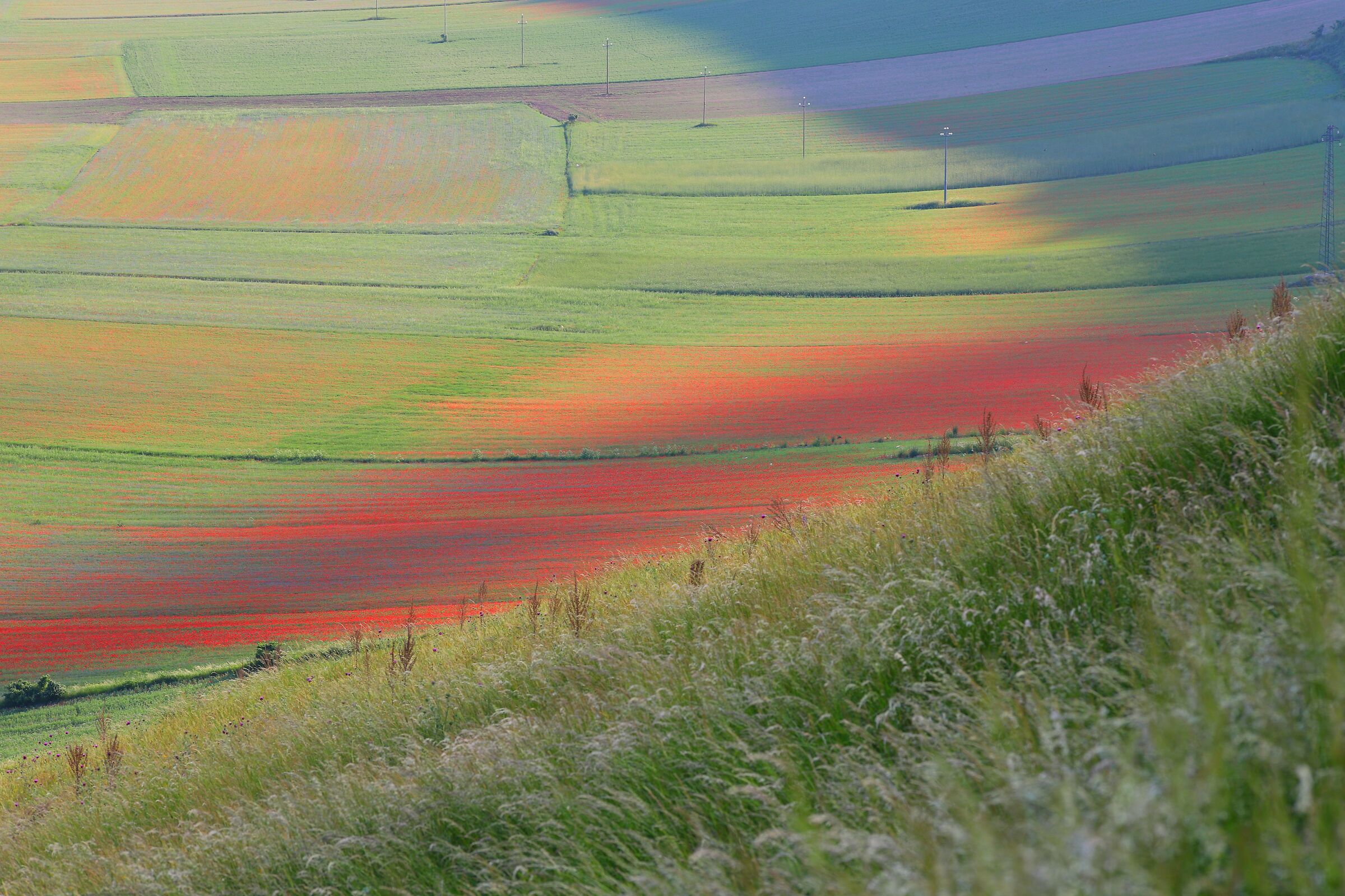 Papaveri e non lenticchie