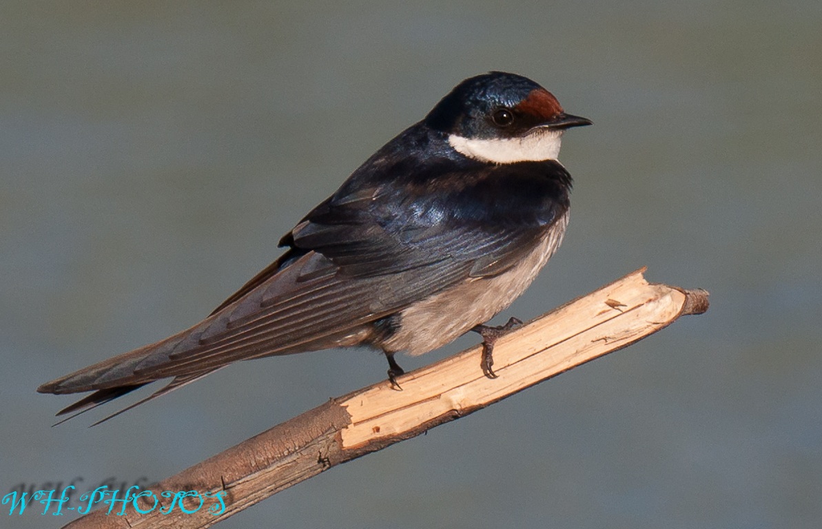 Swallow2