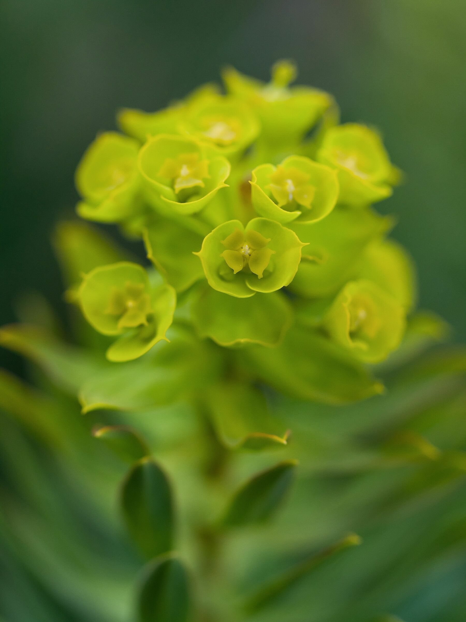 Infiorescenza verde oro