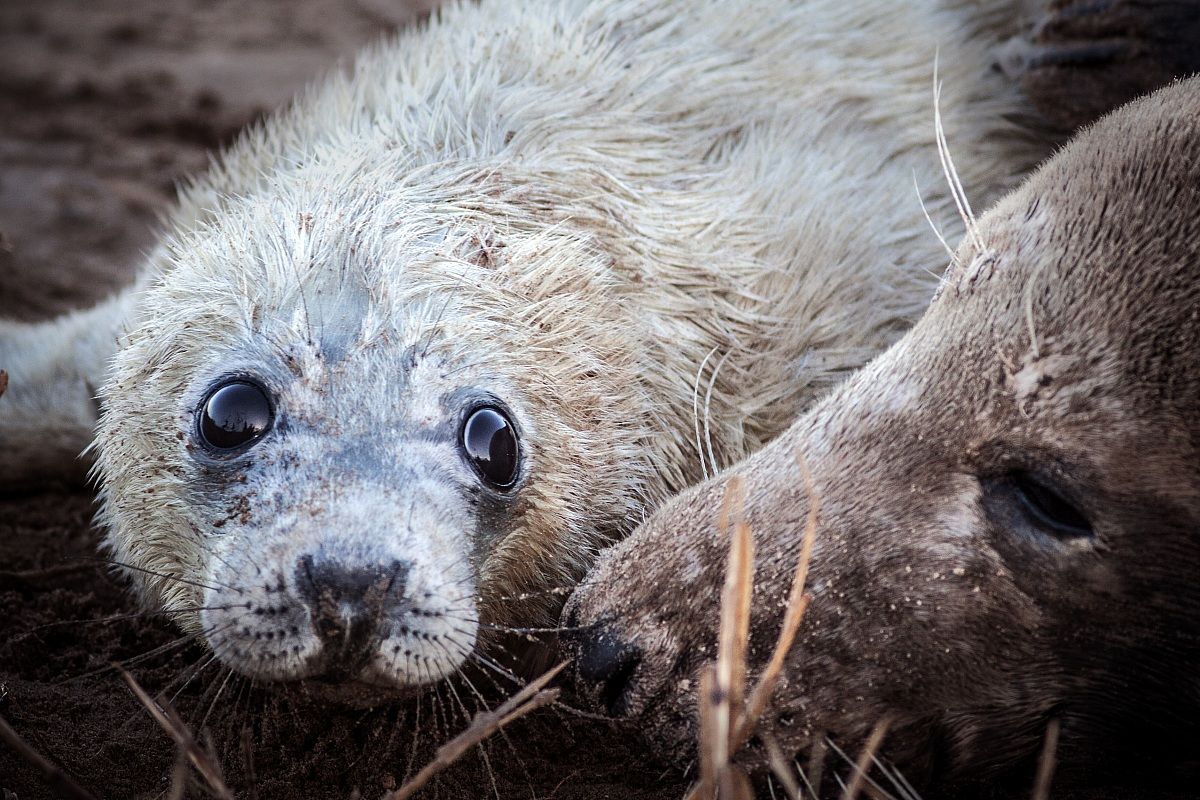 Incredibile la dolcezza negli occhi di questi cuccioli.