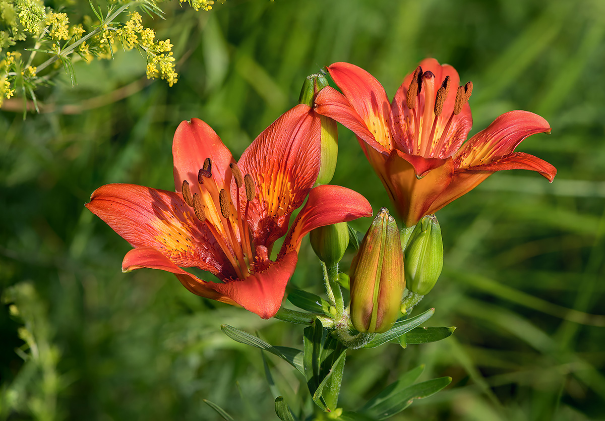 St. John's Lily