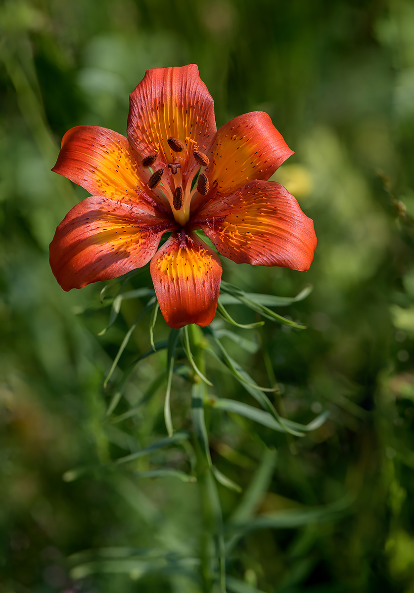 giglio di S. Giovanni