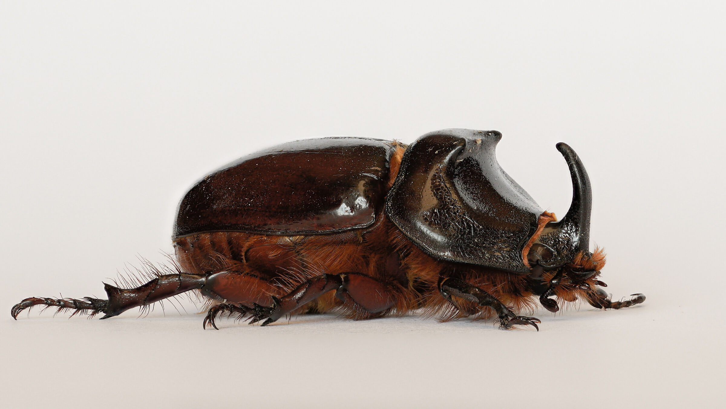 Rhino Beetle 2