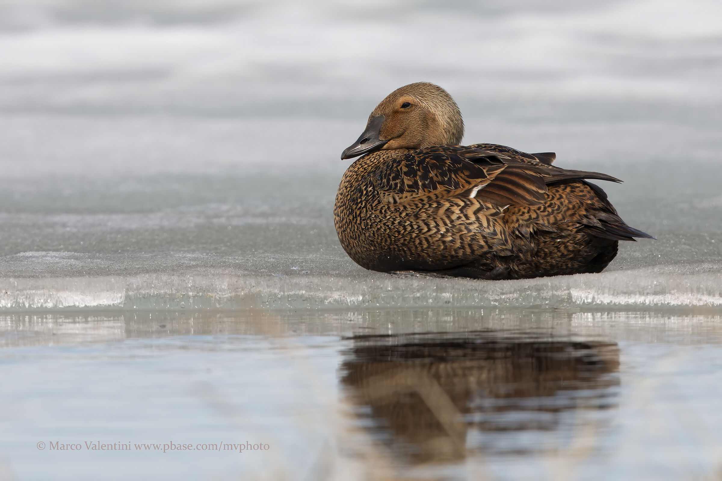 La regina dei ghiacci