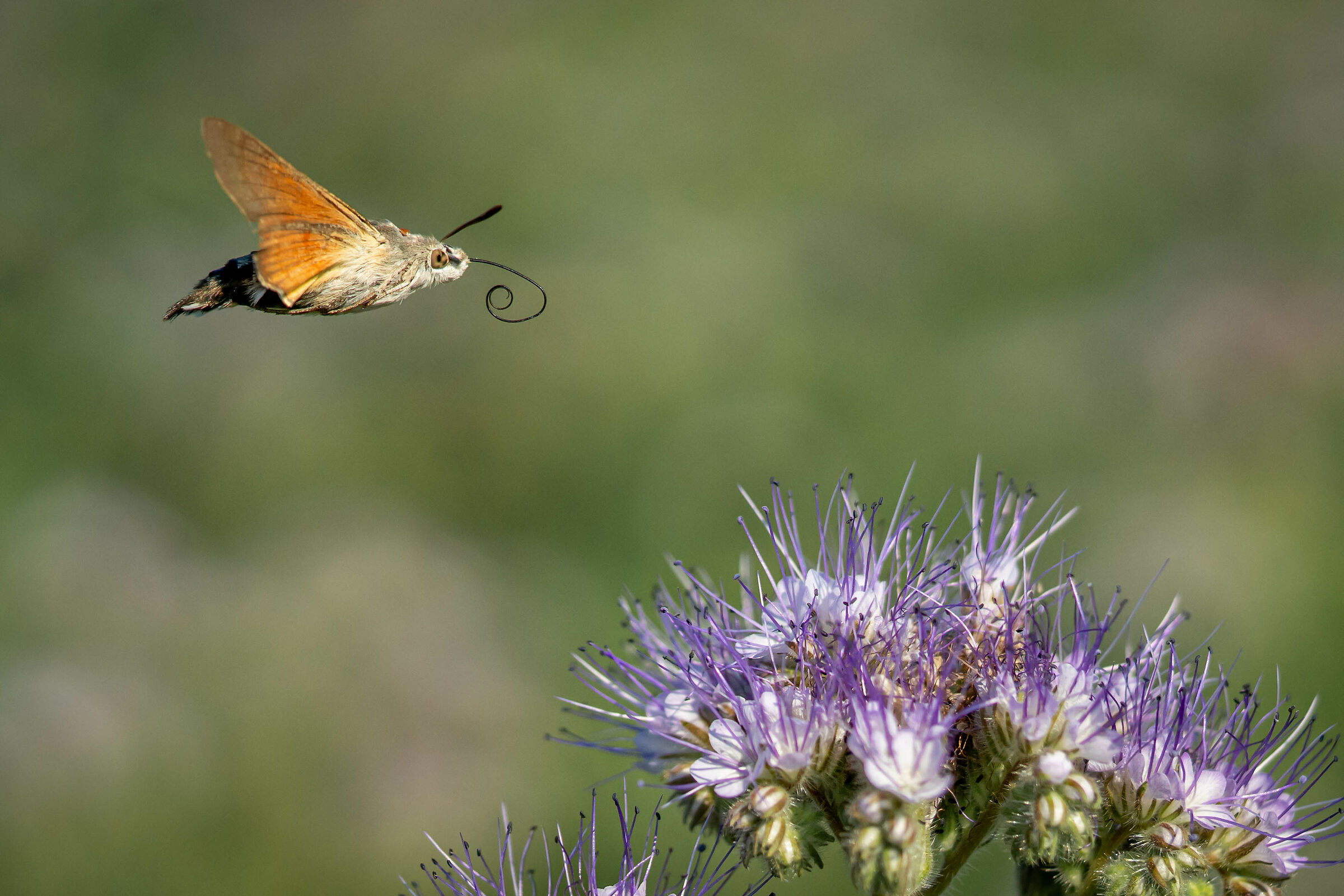 "Fiore in prossimità, srotolare la spirotromba.....