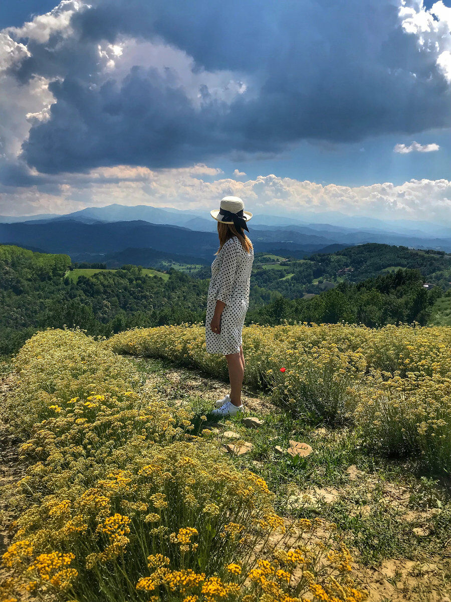 Coltivazioni di Helichrysum
