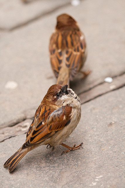 sparrows