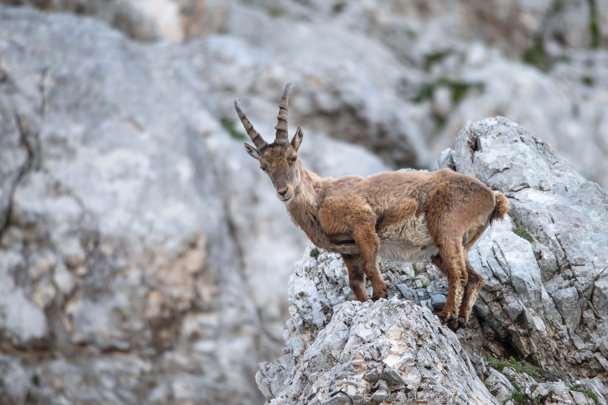 Stambecco 01