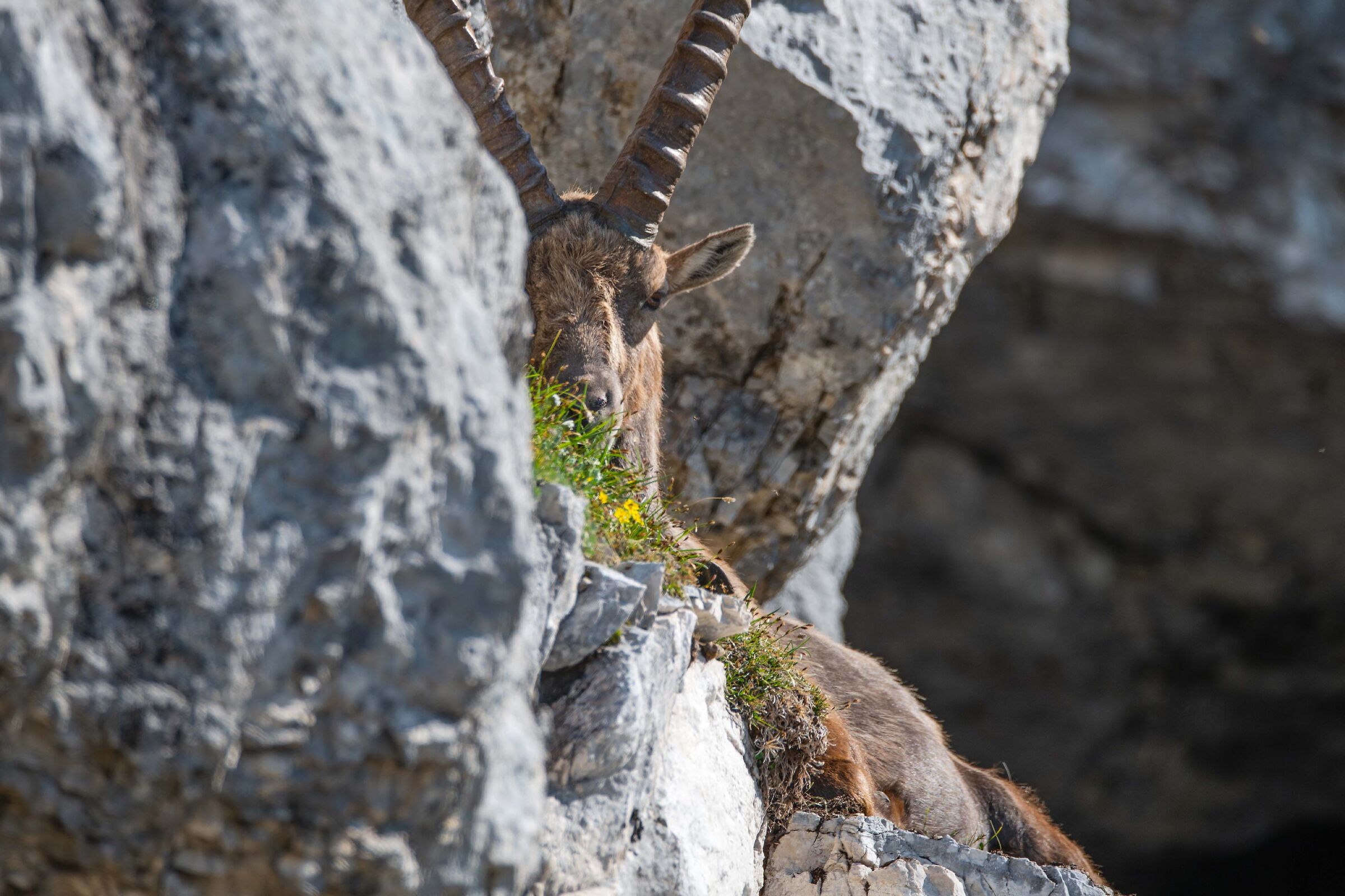 Stambecco 06
