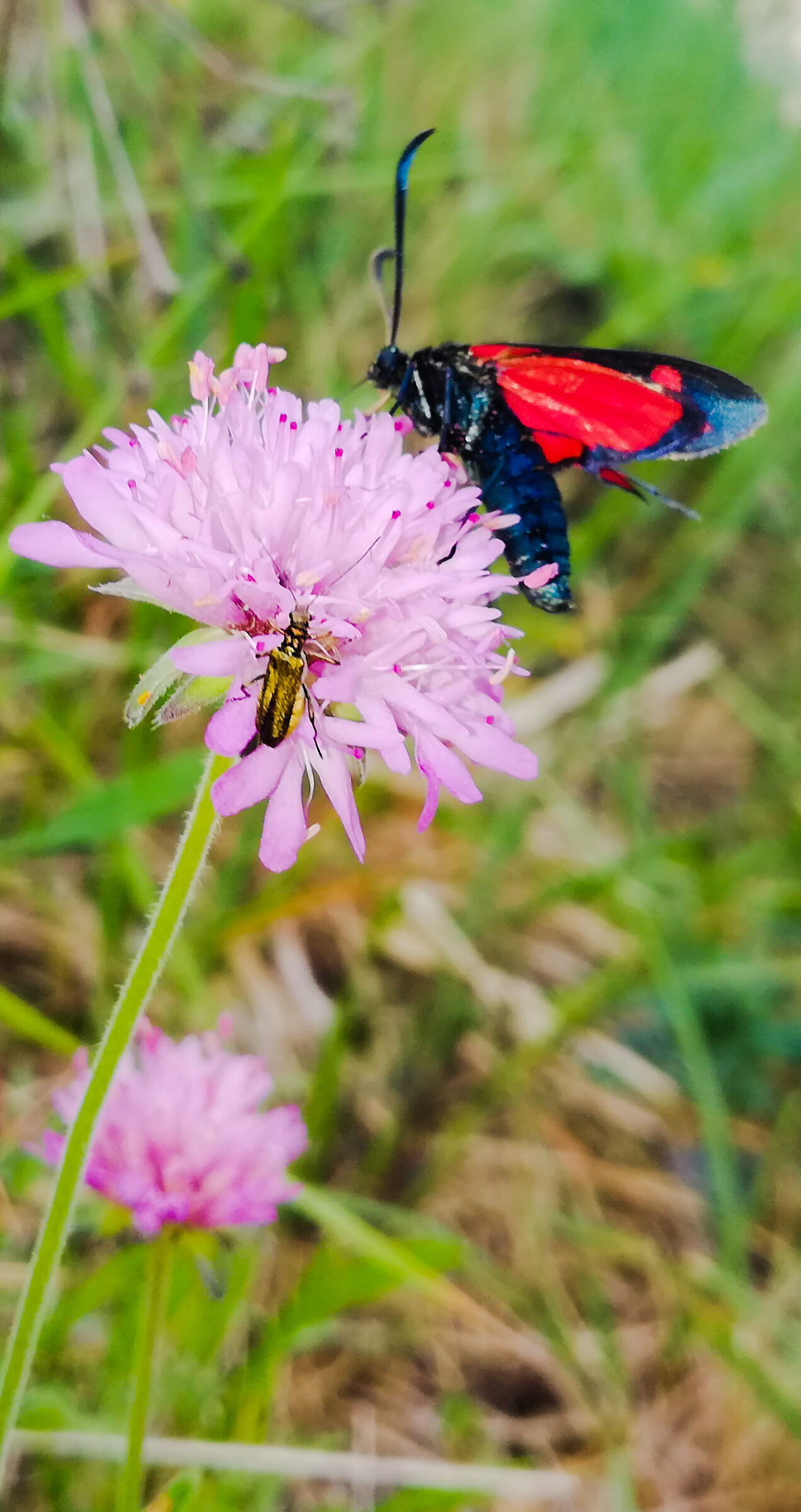 Quanti siamo su questo fiore?