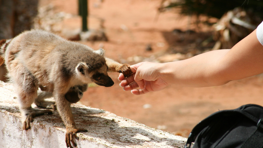 Ring-tailed lemur