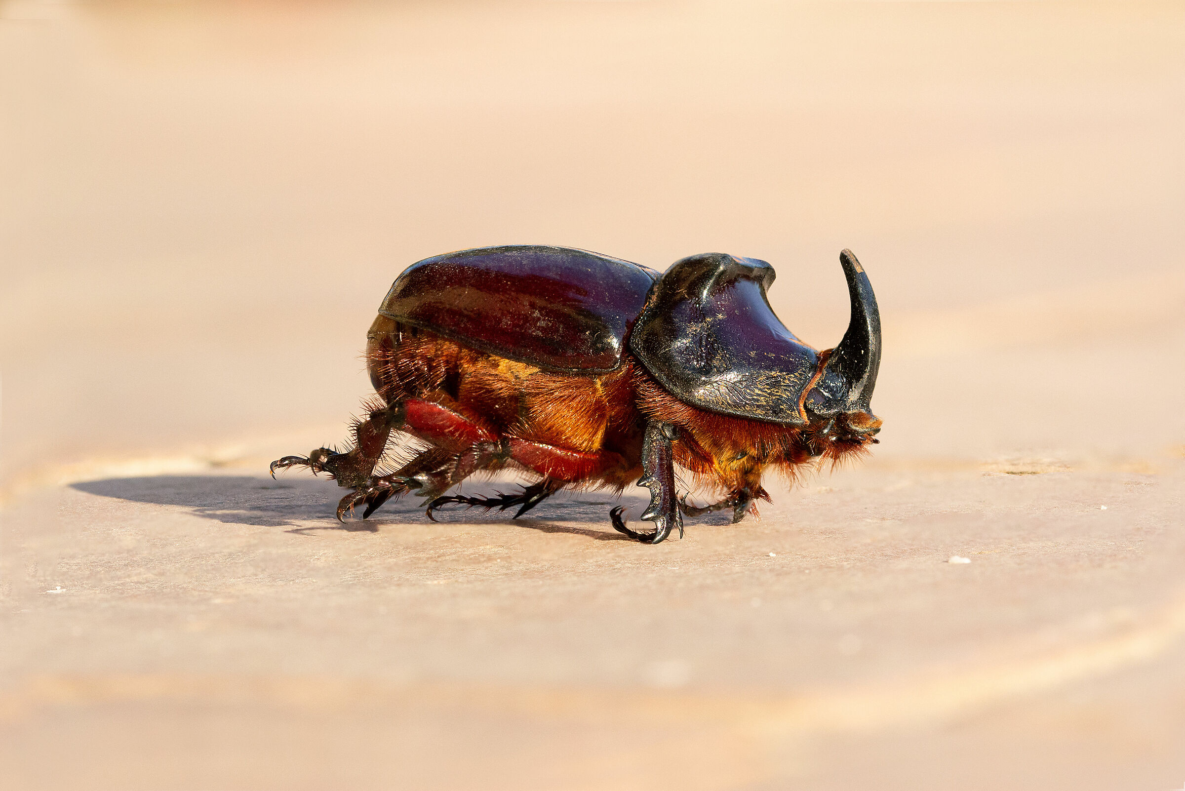 Rhino Beetle