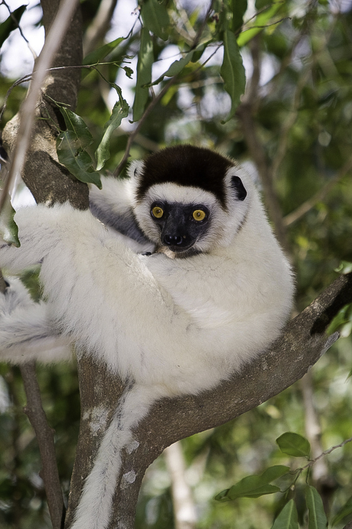 Sifaka