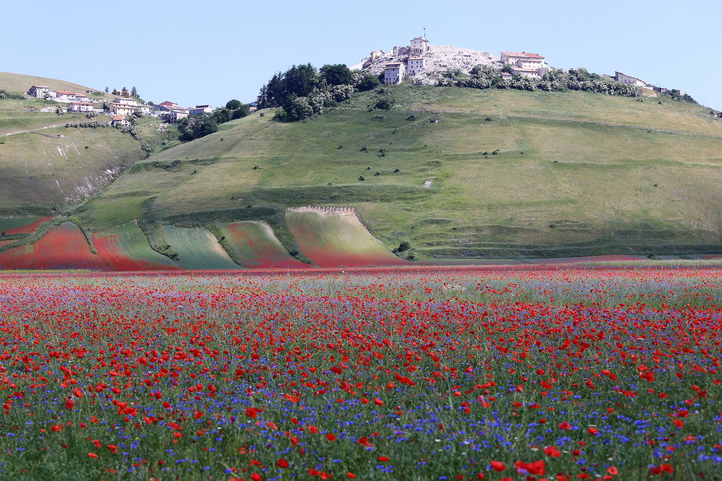 Castelluccio flowering -1