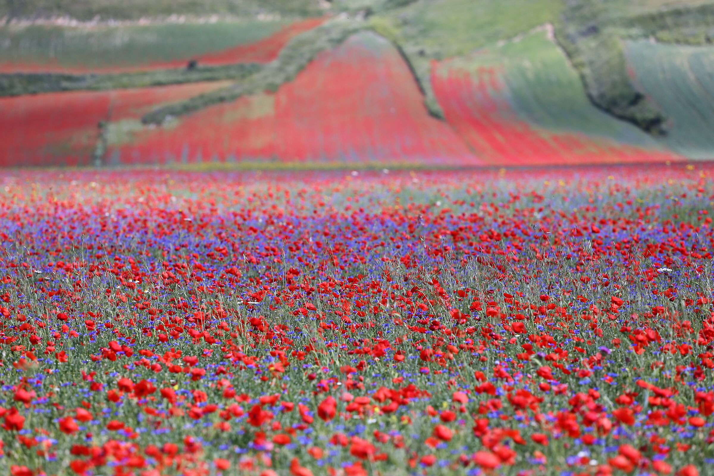 Castelluccio flowering -2