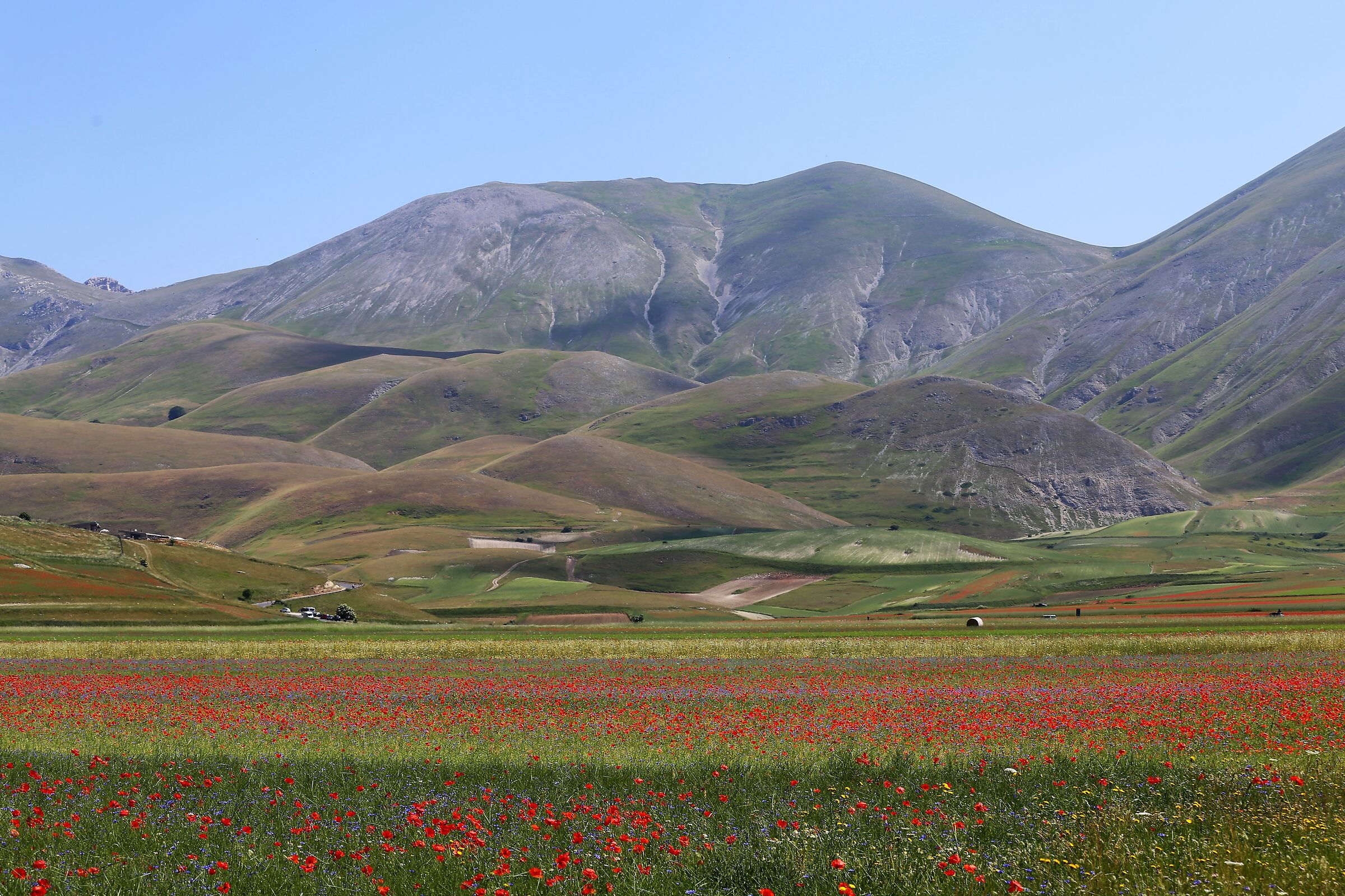 Castelluccio flowering -3