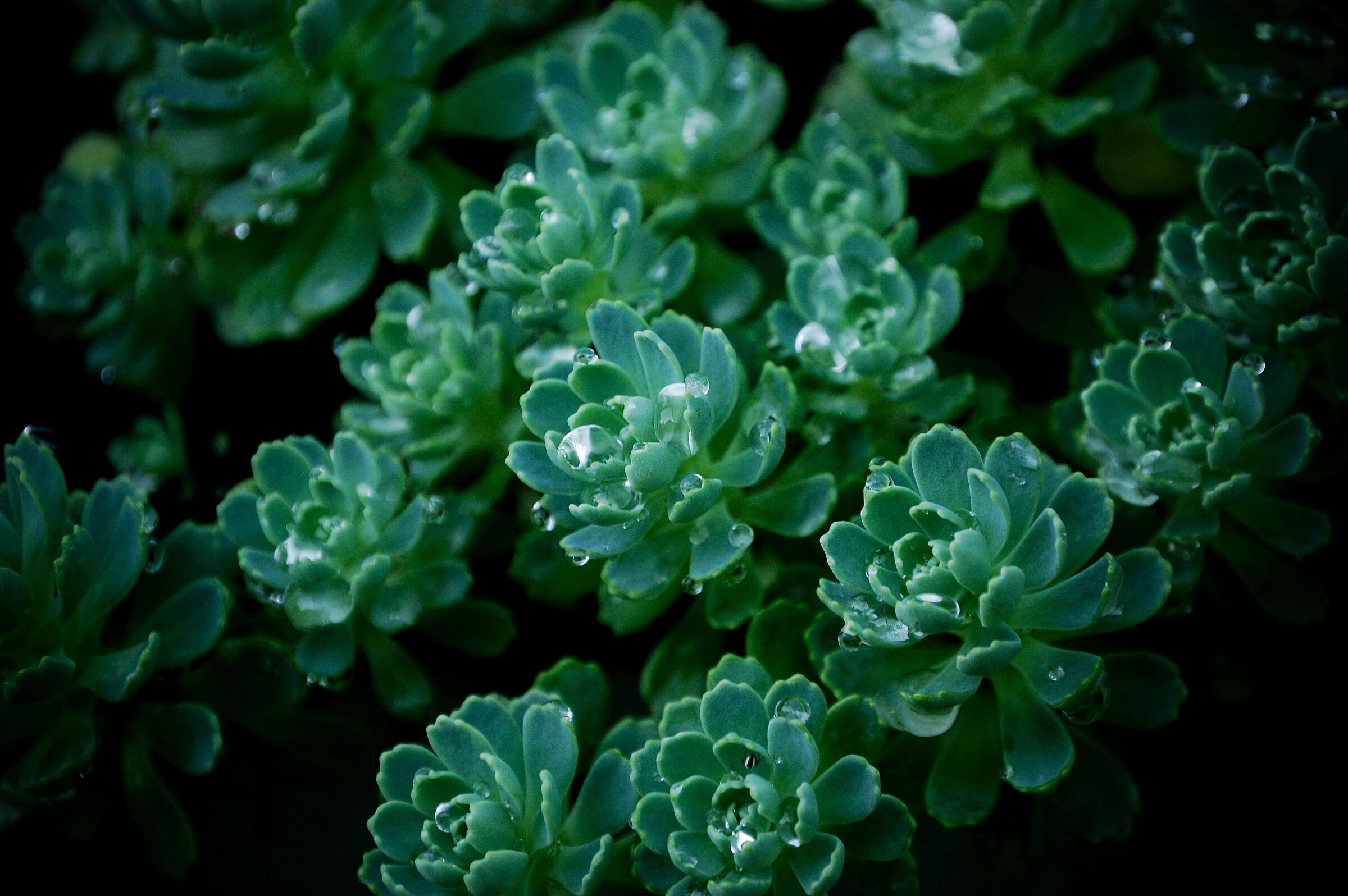 Sedum pachyclados