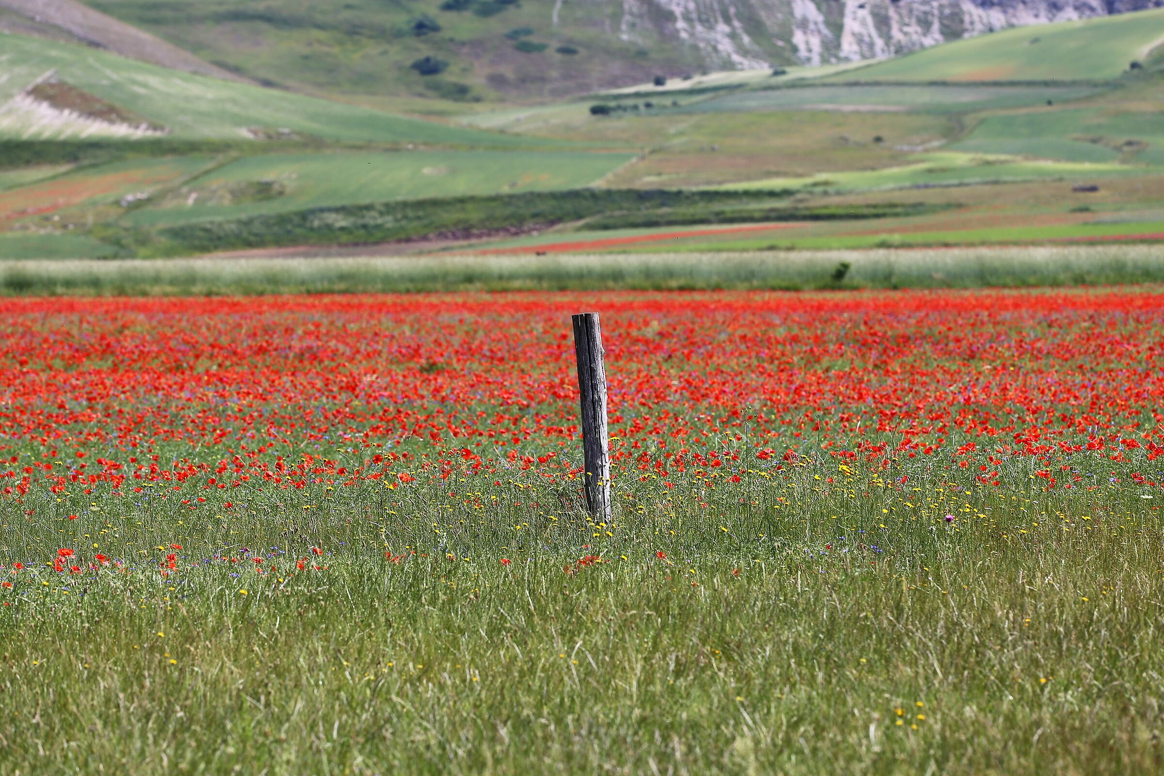 Castelluccio flowering -5