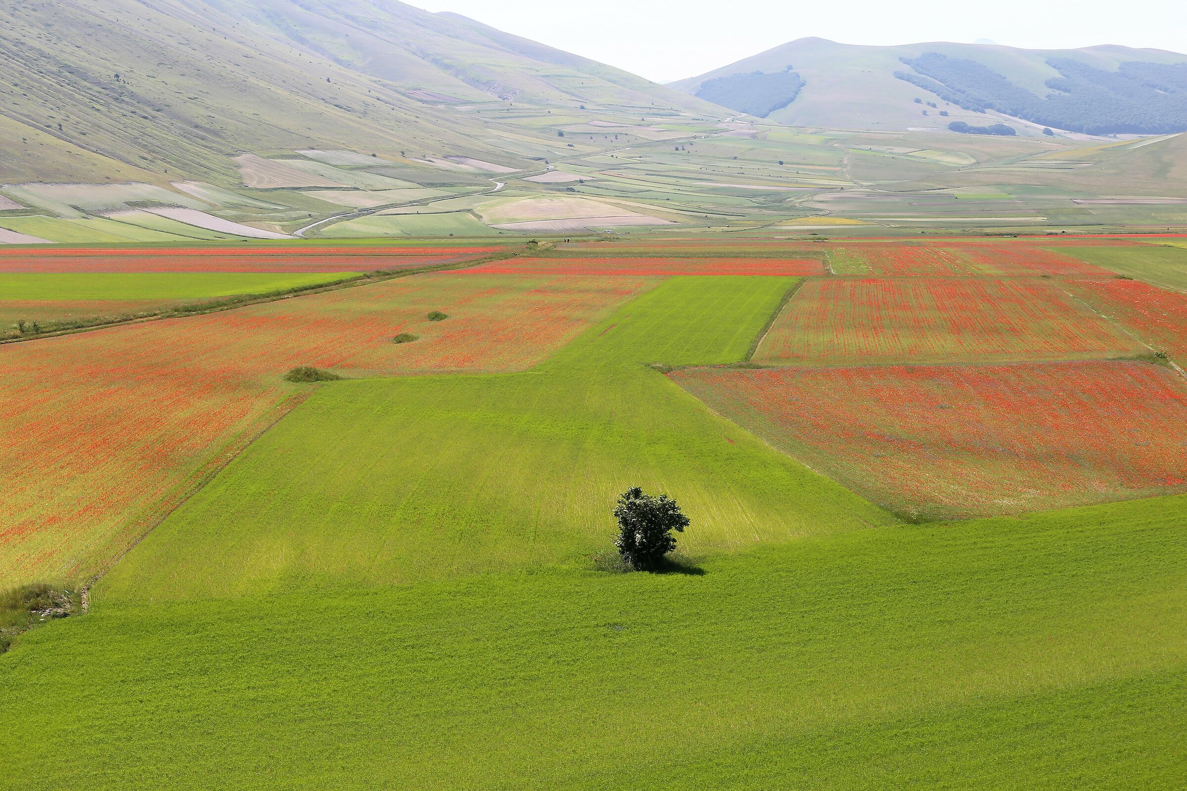 Castelluccio flowering -6