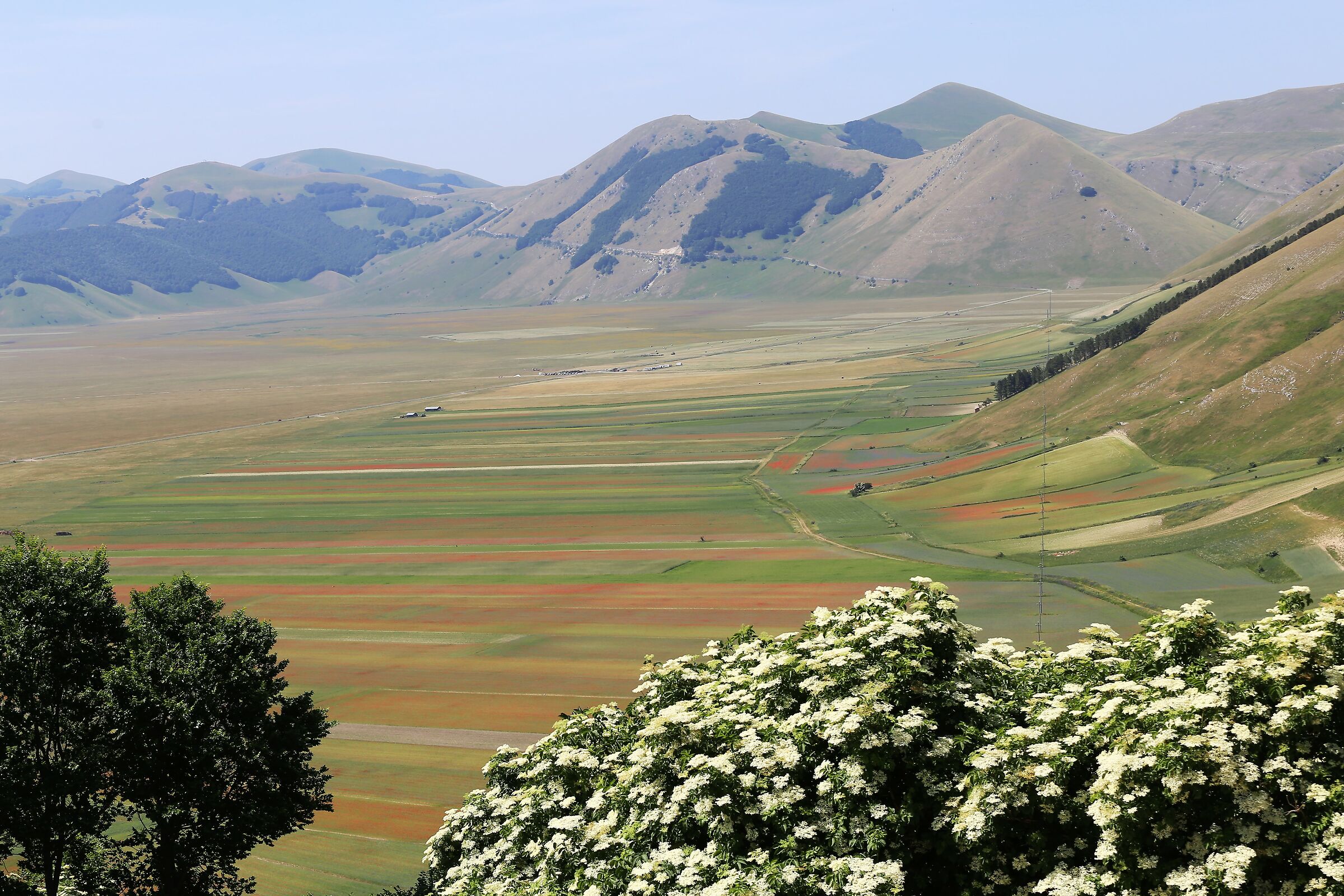 Castelluccio flowering -7