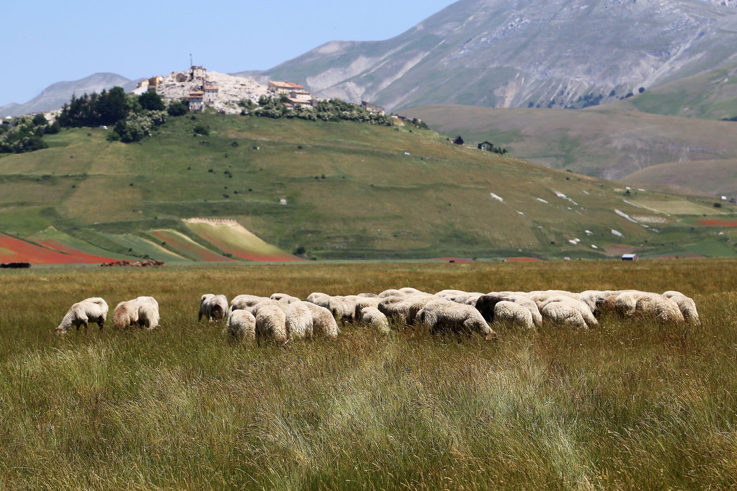 Castelluccio flowering -8