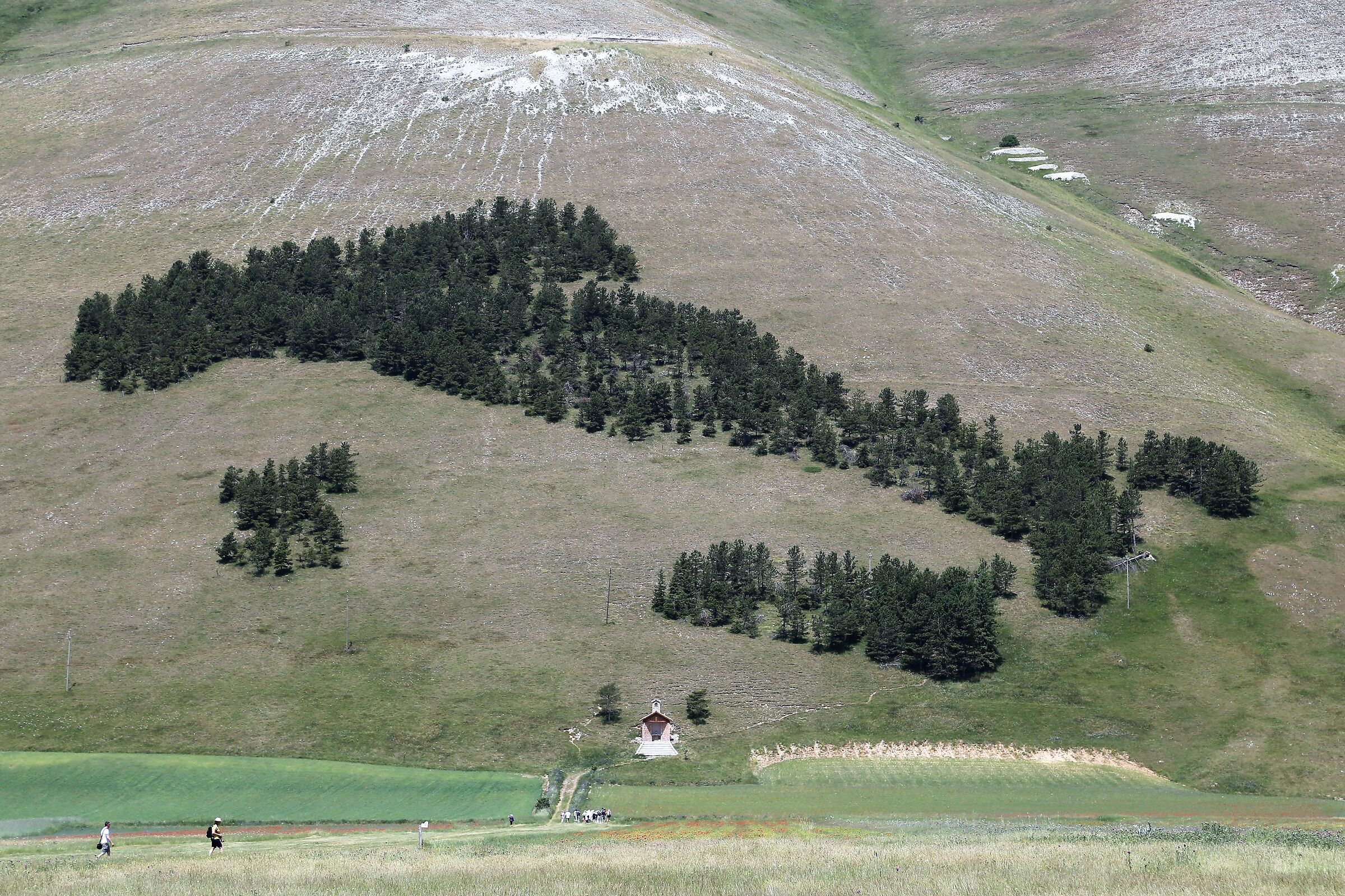 Castelluccio flowering -9