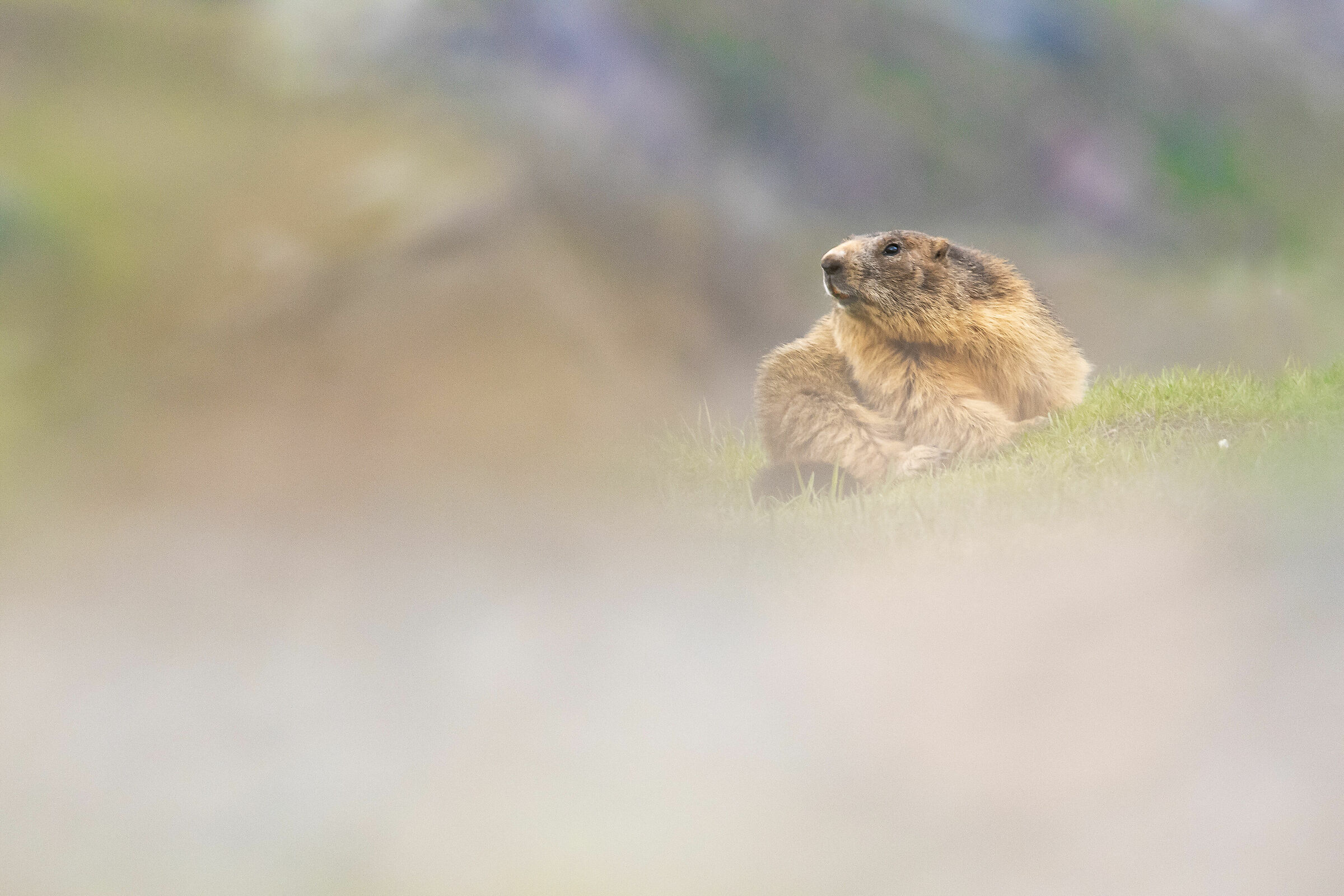 Among the colors of summer