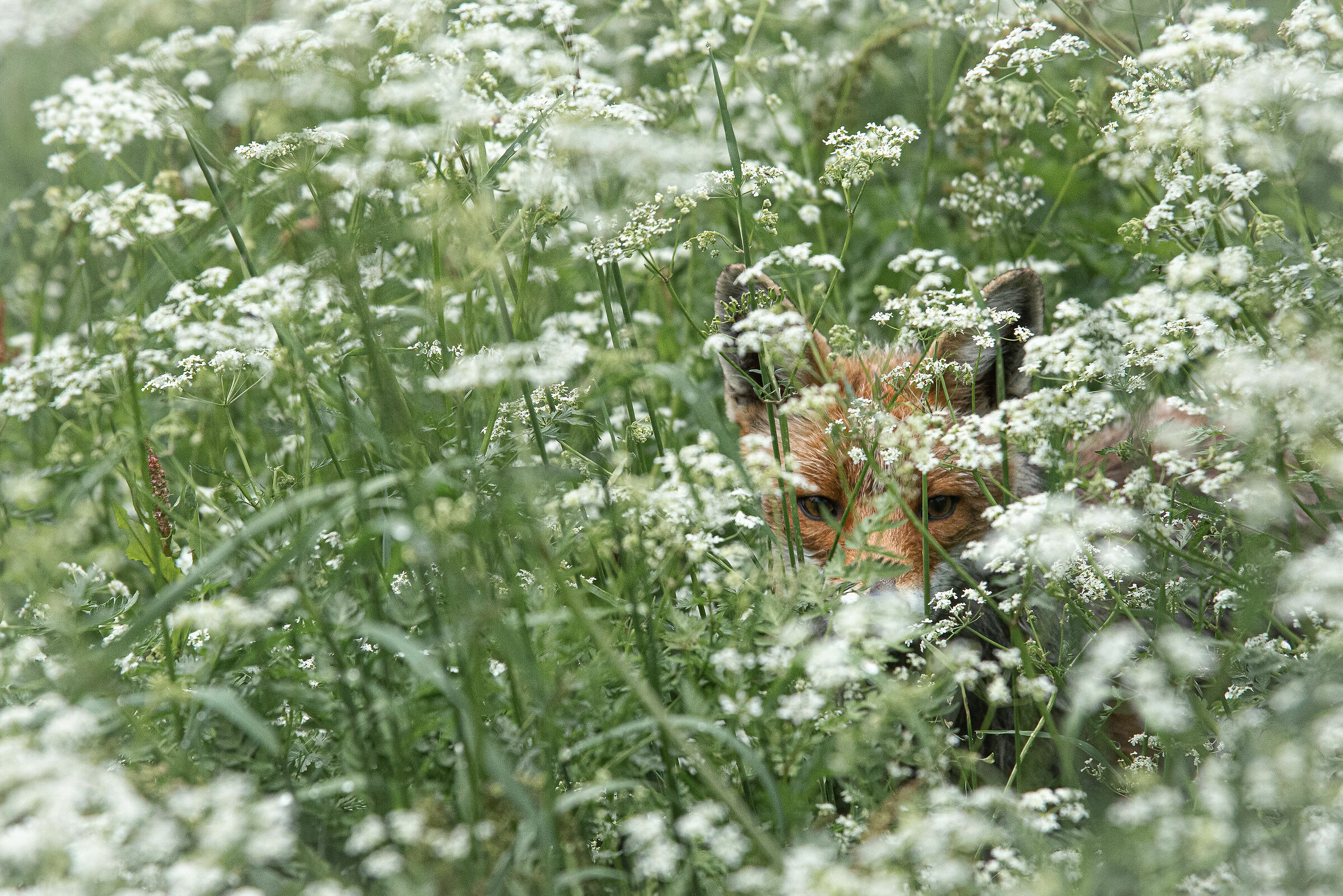 Among the wildflowers