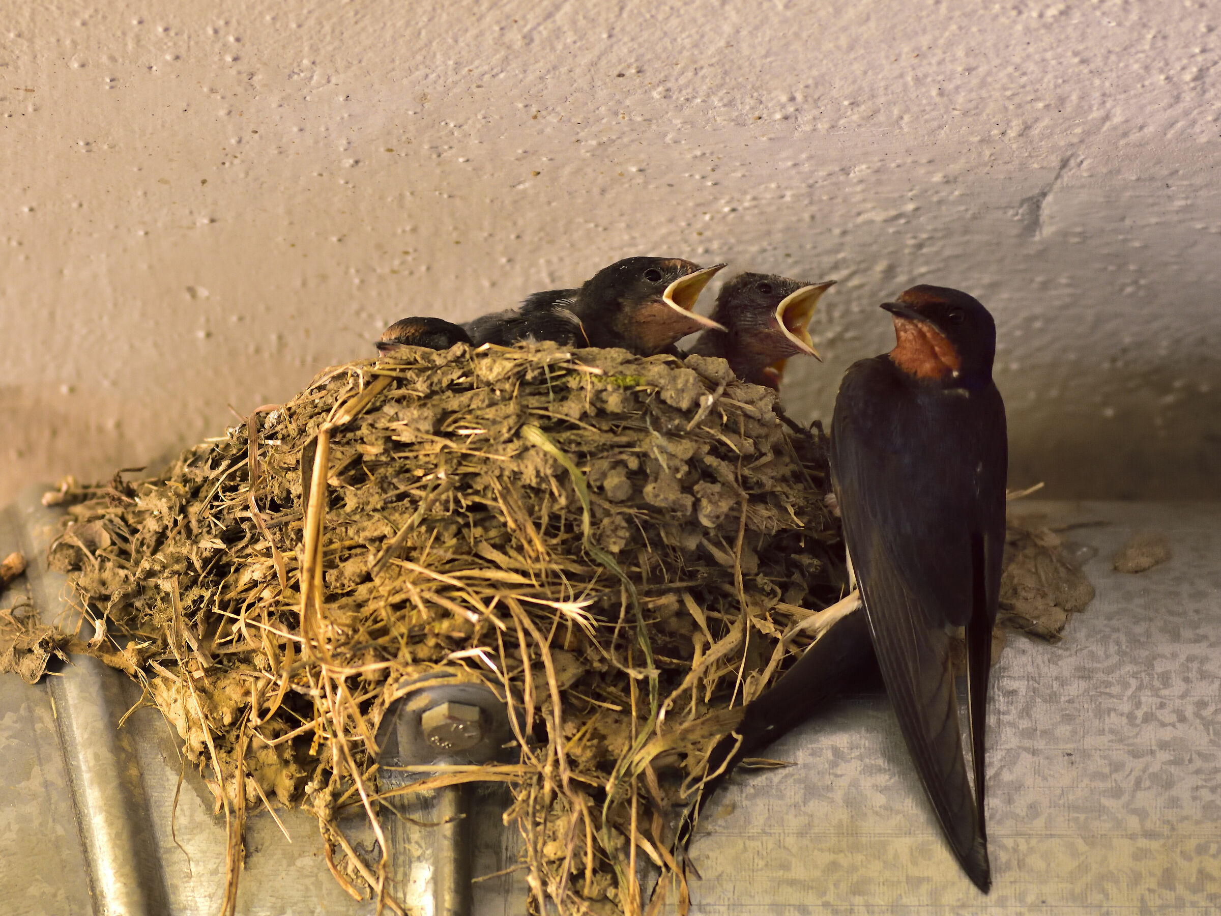 Metalmechanical Swallows 3